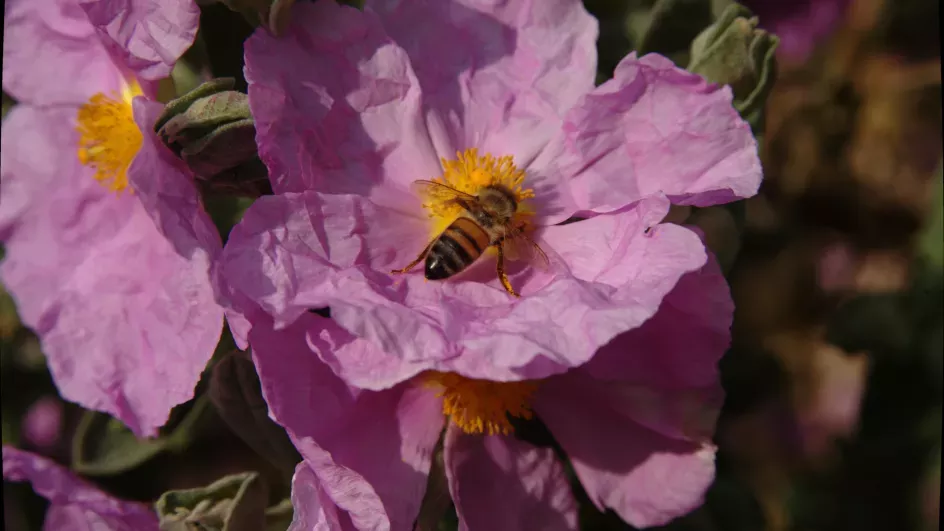 Cistus albidus © RBG Kew
