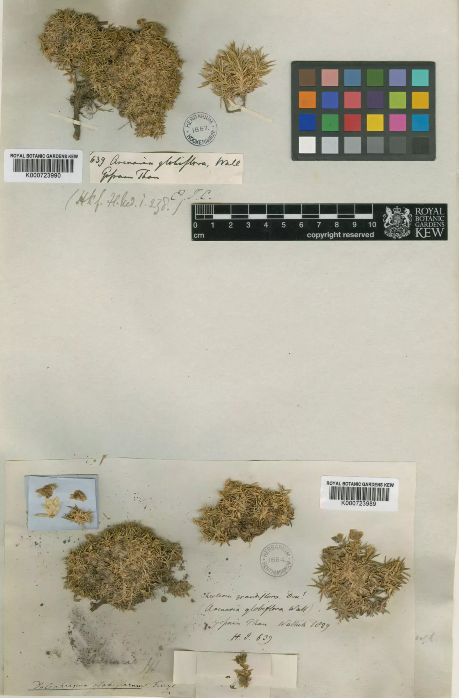 Studying the DNA of this 200-year-old sandwort specimen provided enough information to place the species within an evolutionary tree © RBG Kew Sandwort Arenaria globiflora herbarium specimen