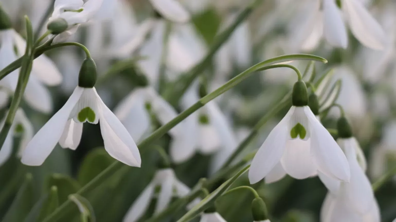 Common snowdrop flowers, Zoe Stewart © RBG Kew Nodding, white flowers of the common snowdrop