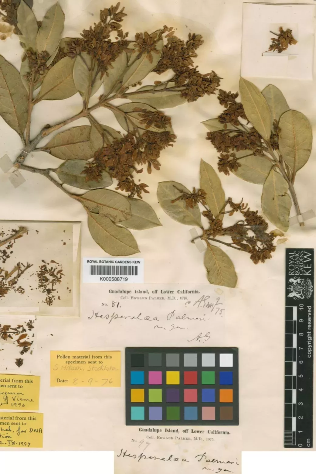 The Guadalupe Island olive has been extinct for nearly 150 years and yet new tools to extract DNA from dried herbarium specimens have made the study of it possible © RBG Kew Guadalupe Island olive herbarium specimen