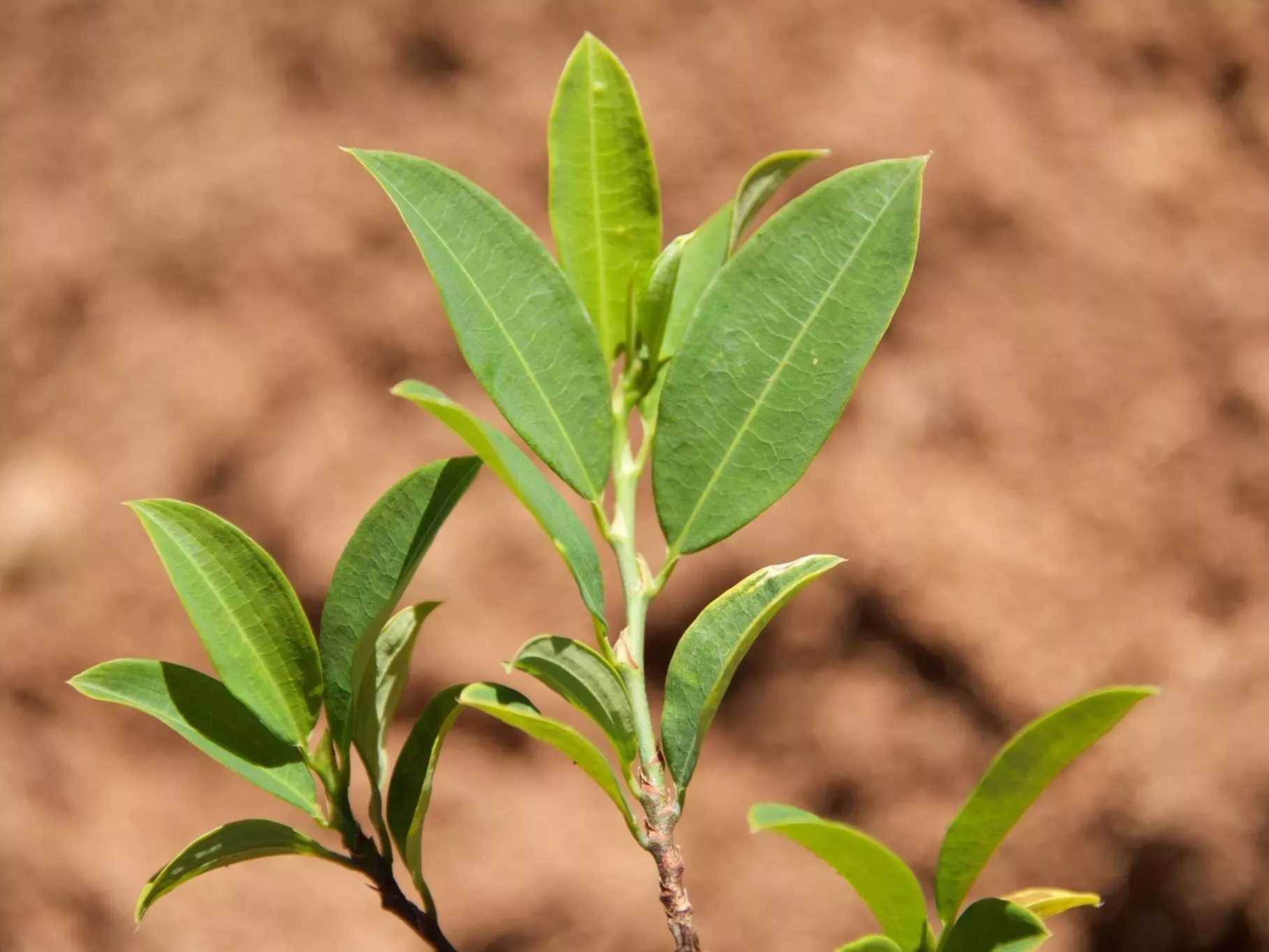 Coca plants like this one have been used by humans for thousands of years © Alexandre Antonelli, RBG Kew A coca plant