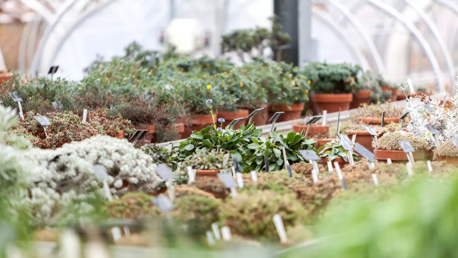 Plants growing in the Alpine nursery Kew Gardens, © RBG Kew Plants growing in the Alpine nursery