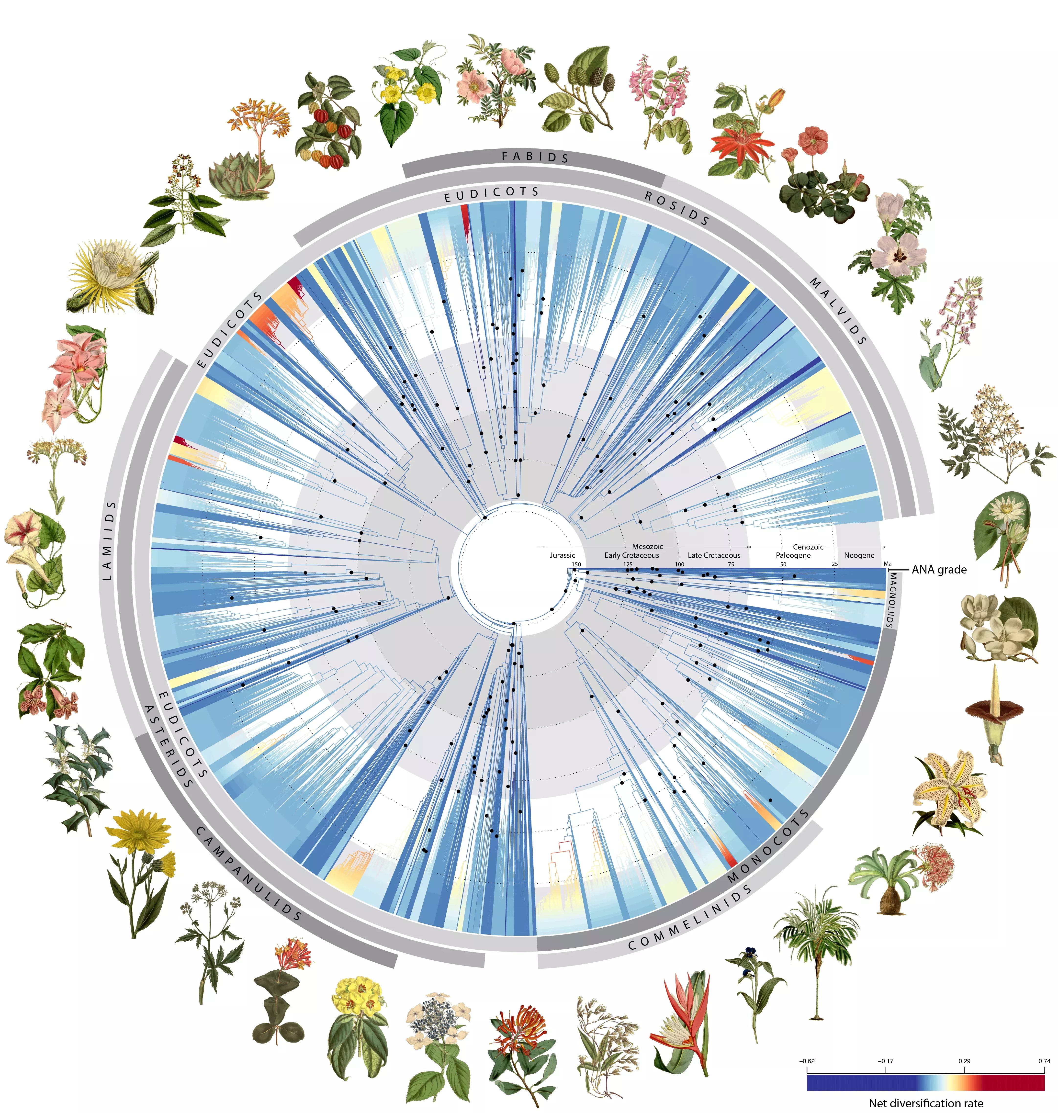 The DNA of more than 9500 species representing nearly 8000 known flowering plant genera have allowed us to map the evolutionary tree of plants across millions of years © RBG Kew A tree of life for plants shows their evolutionary history across a big wheel