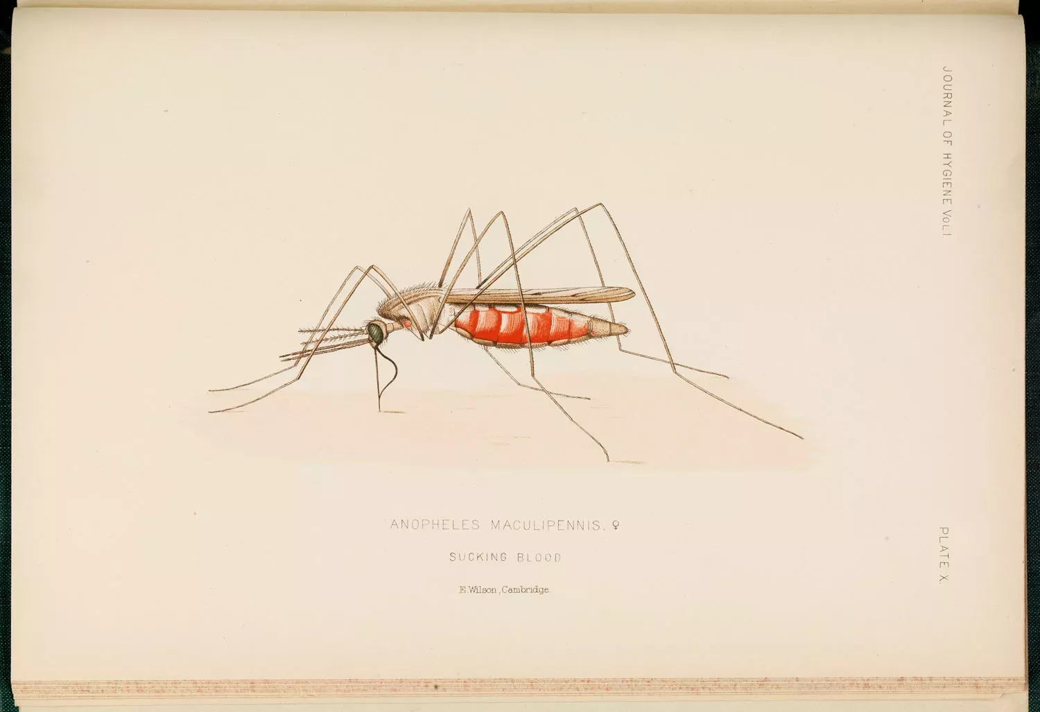 Anopheles maculipennis © Wellcome Collection. Drawing of a mosquito