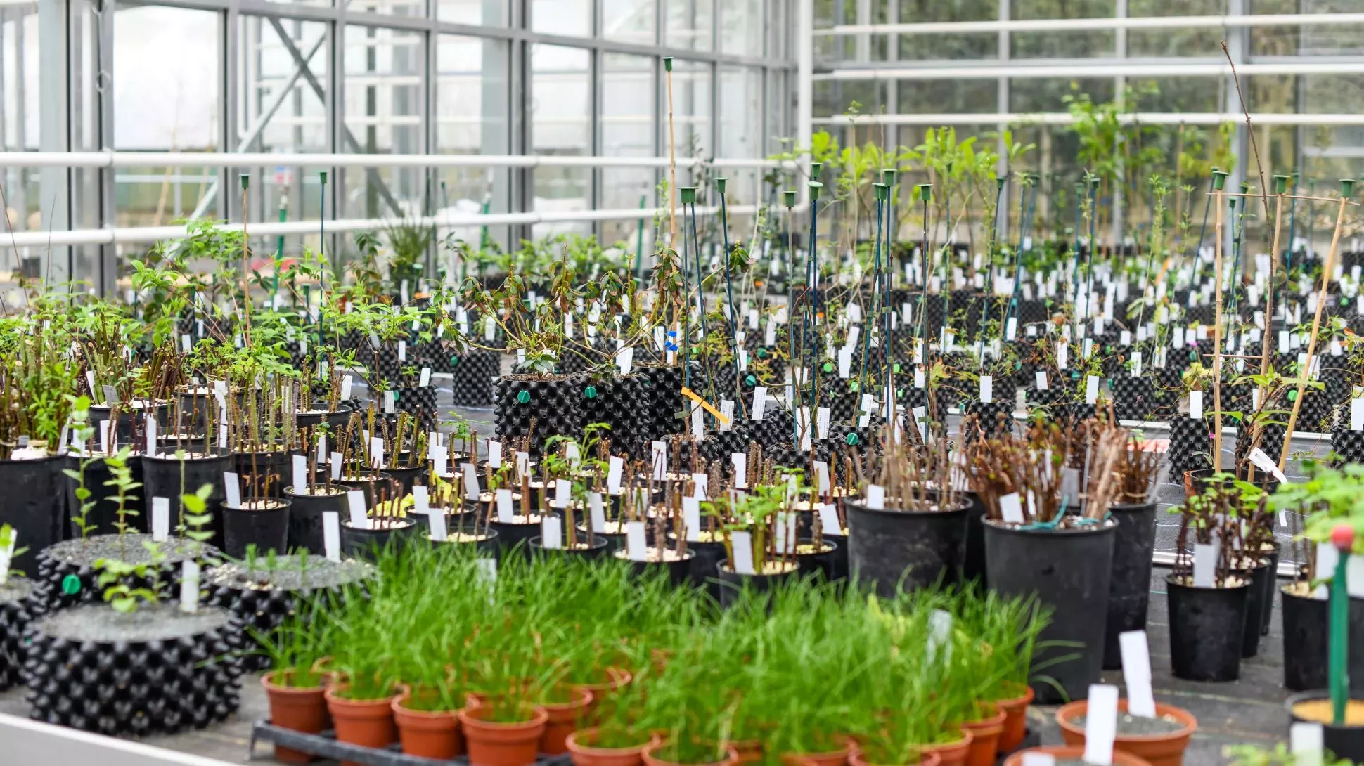 Kew's Arboretum Nursery, Ines Stuart-Davidson © RBG Kew A glasshouse full of small seedlings growing on benches