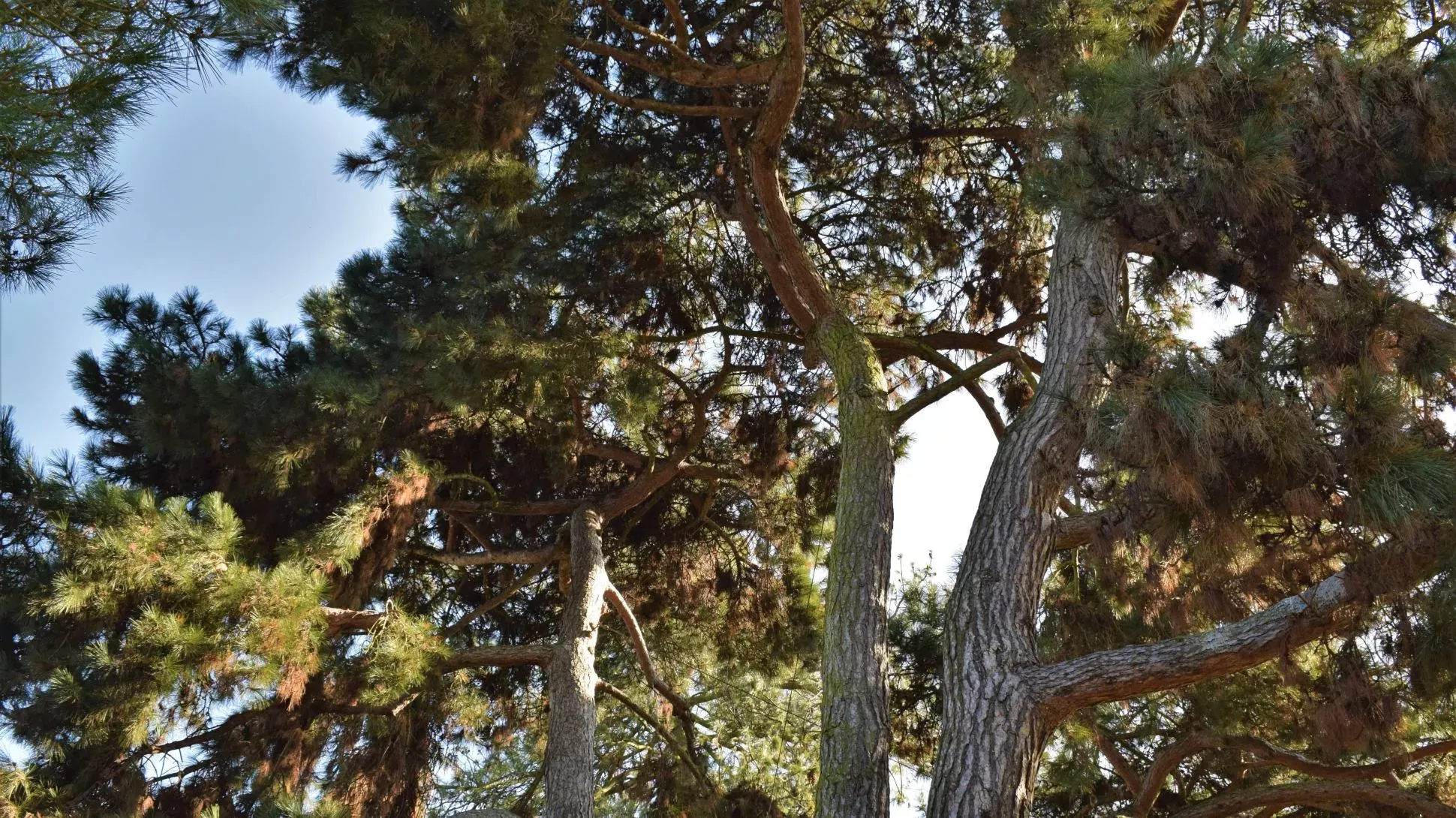Pine trees, Arboretum at Kew Gardens, Ellen McHale © RBG Kew Pine trees growing in the Arboretum at Kew