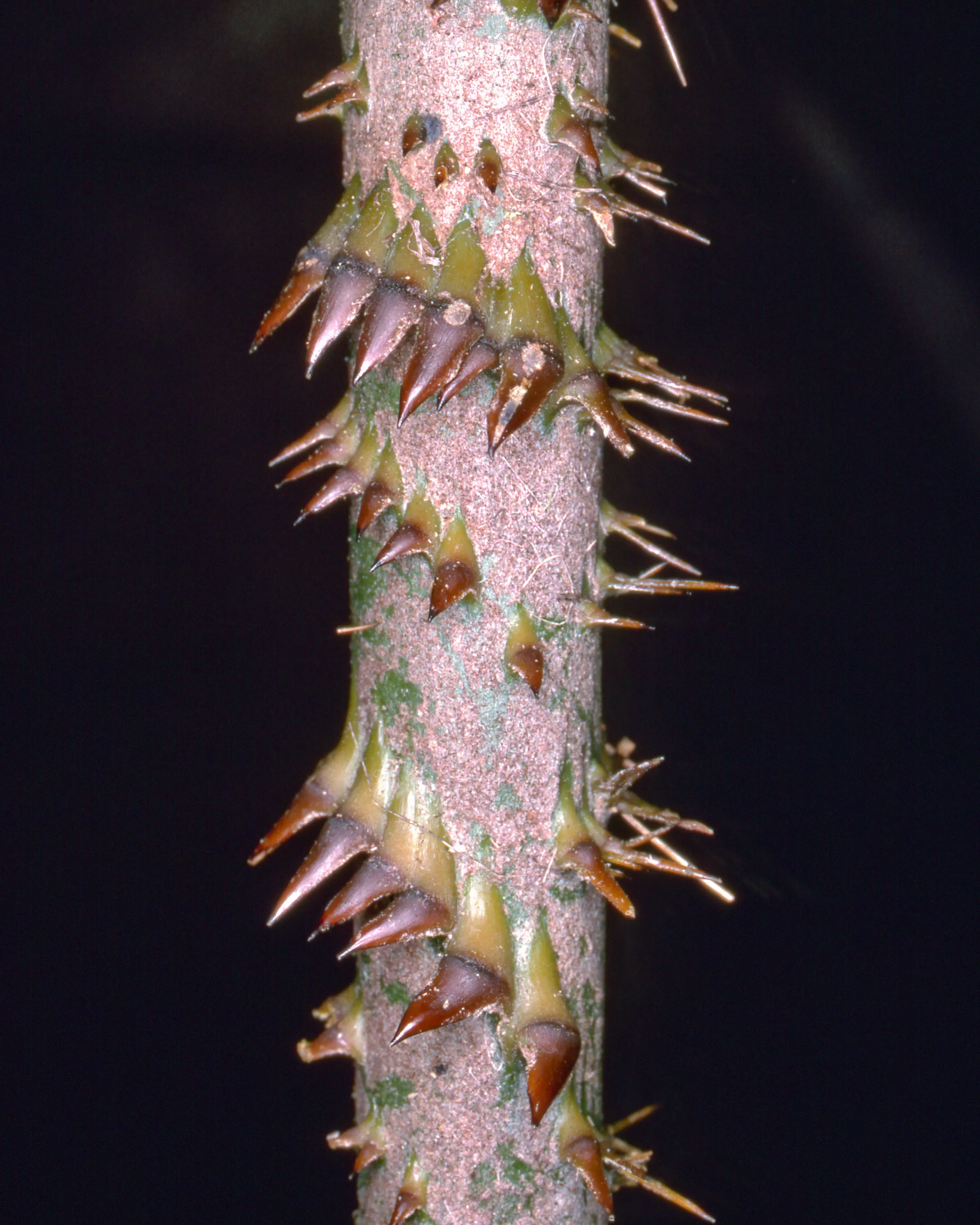 Calamus zebrinus' spiny whip helps it with its climbing behaviour and makse it deeply unpleasant for researchers to brush up against accidentally. © RBG Kew A branch is covered by groups of spines