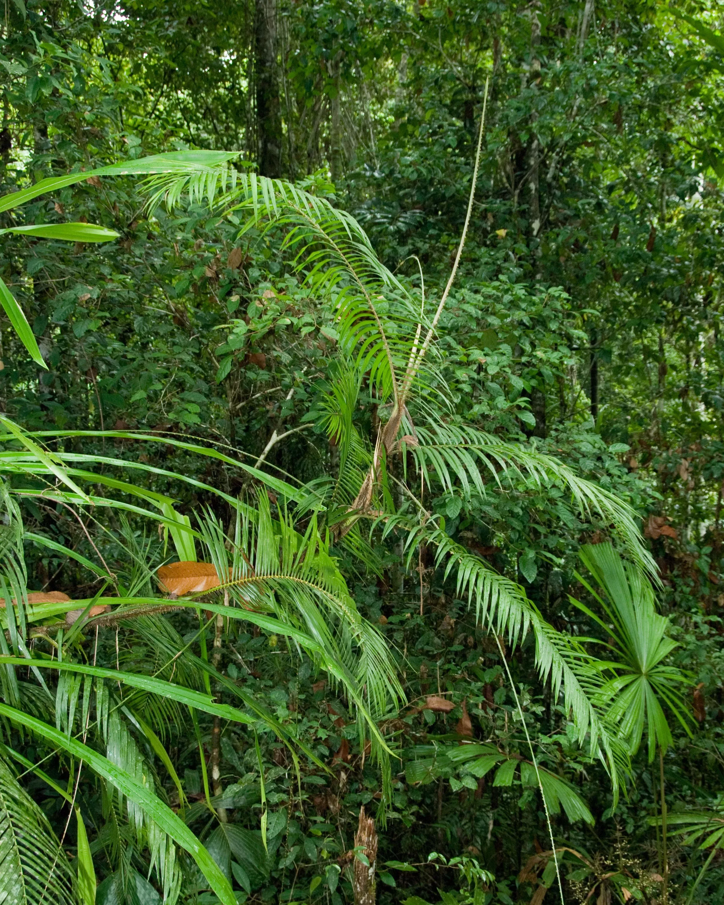 Calamus zebrinus seen clambering atop other plants © RBG Kew A climbing palm in a forest