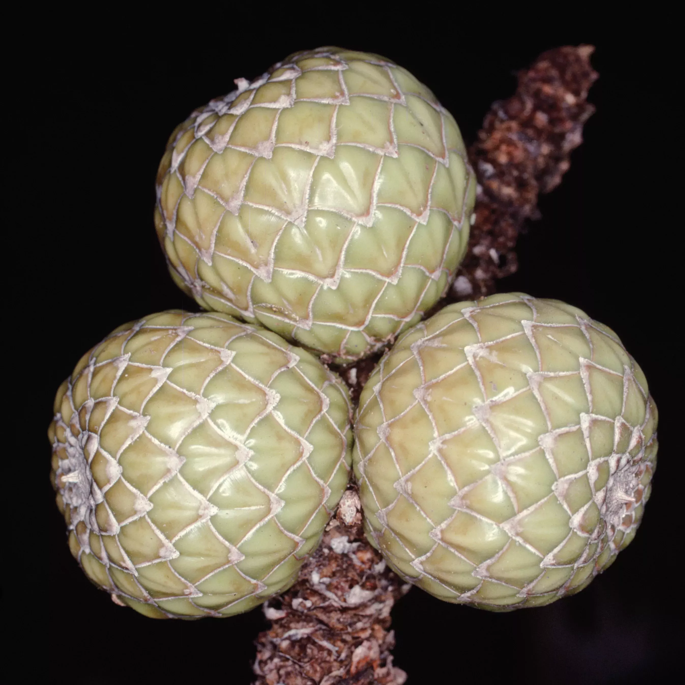 The overlapping scales of the sago fruit palm lend a reptilian appearance © RBG Kew Three palm fruits with a scaly surface