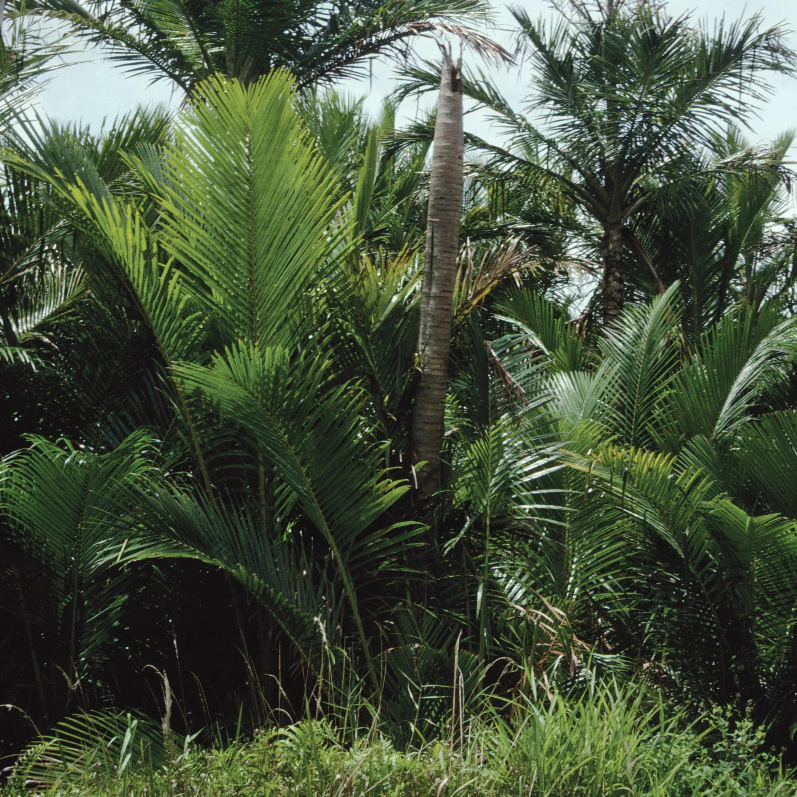 Metroxylon sagu plants are a dominant feature in New Guinea's swamp forest © RBG Kew Palm trees growing at a river bank