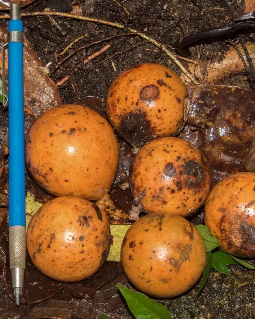 Saribus pendulinus's small orange fruits with a pen for scale © RBG Kew 5 small orange fruits lie next to a pen
