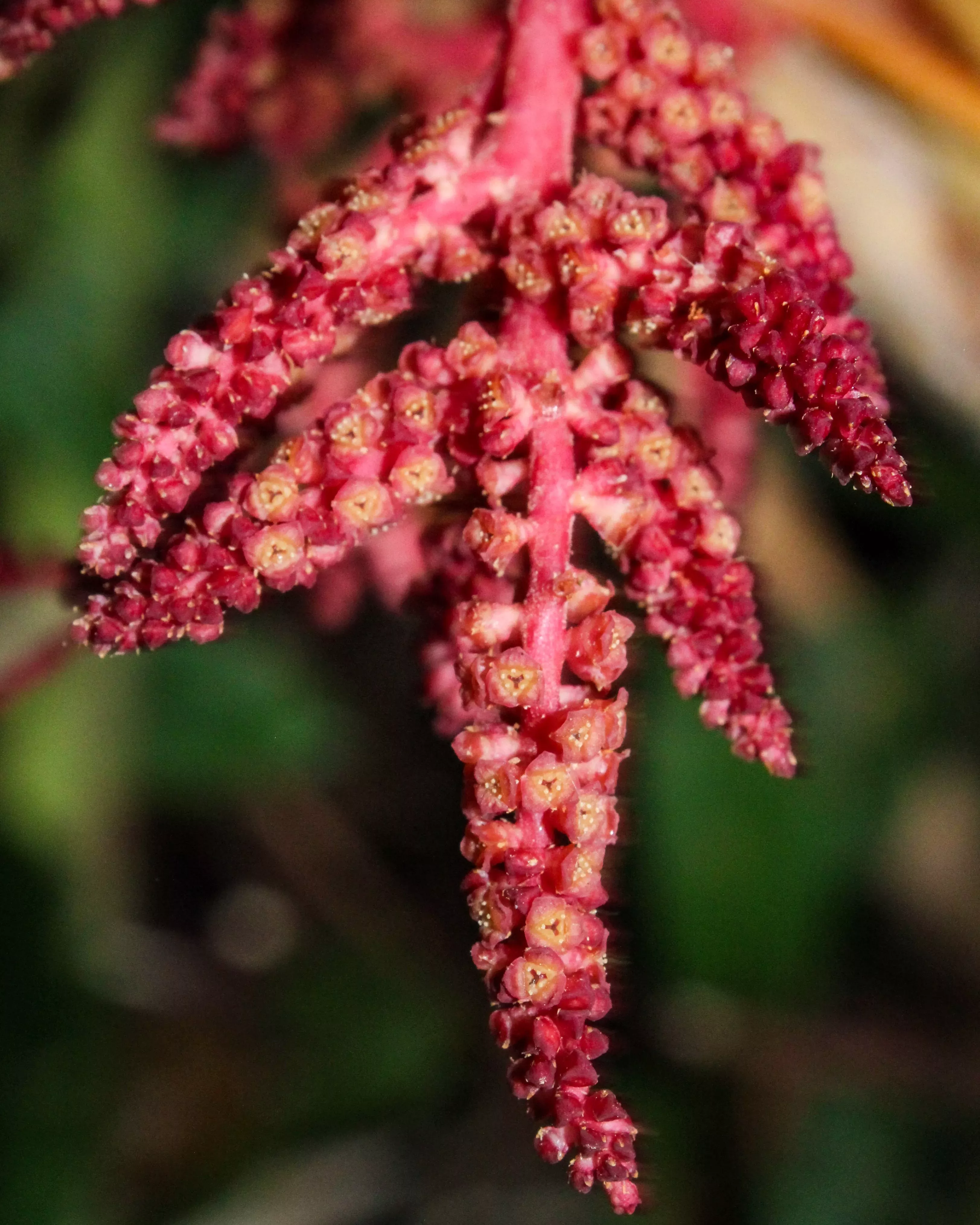 The red influorescence of Saribus pendulinus contrasts with the distinctive orange colour of the fruits that bear from it © RBG Kew Tiny flowers grow from a hanging palm influorescence