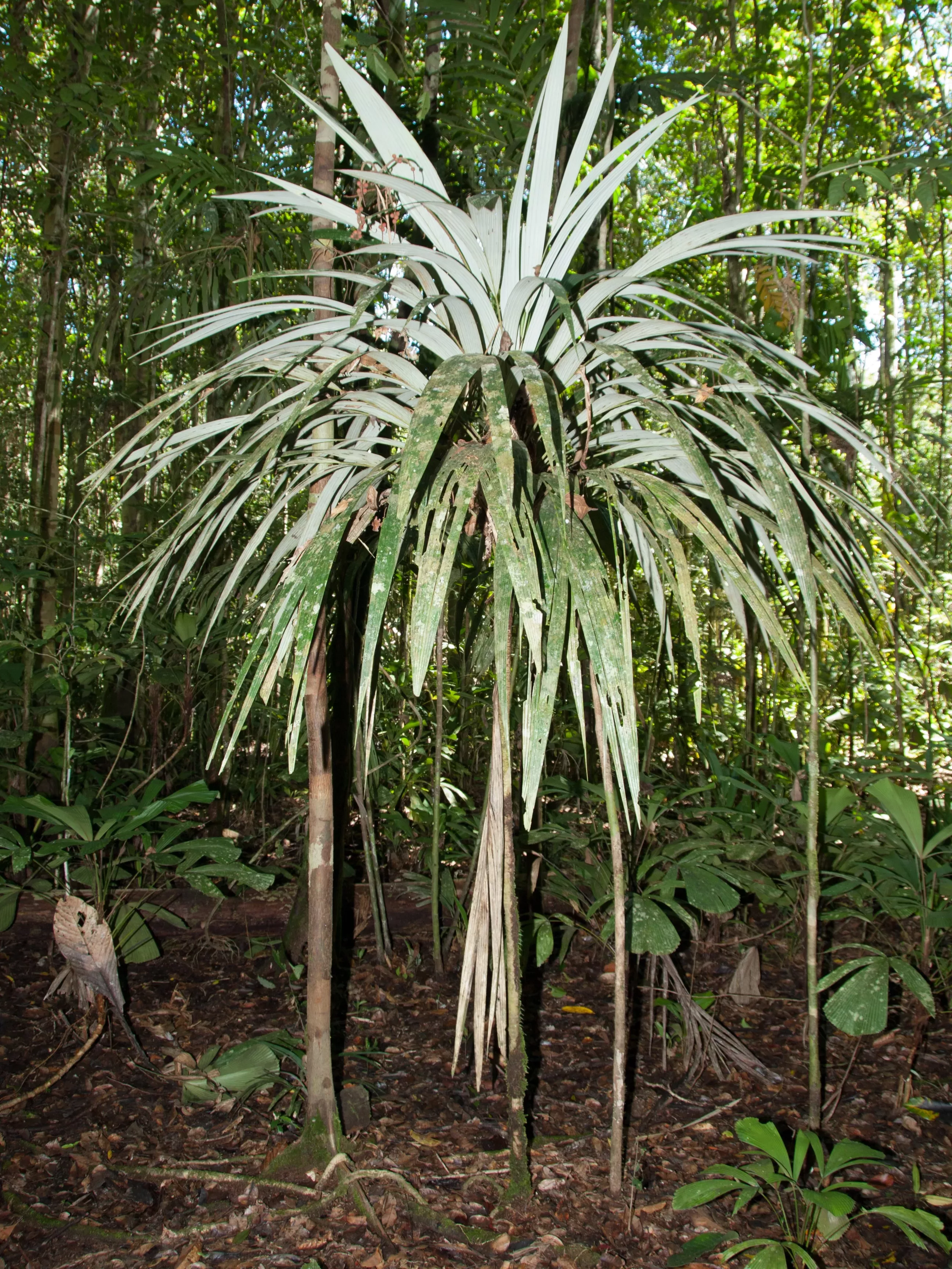 A Sommieria leucophylla palm growing in the western forests of New Guinea © RBG Kew A small farm grows in the understory of dense forest