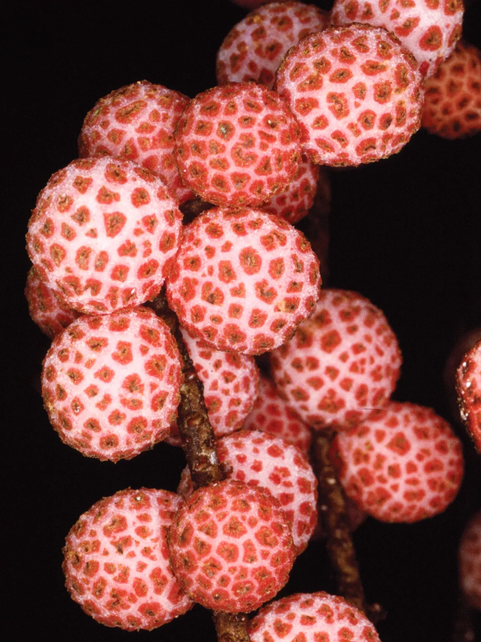 Sommieria leucophylla palm fruits showing their distinctive pink corky warts © RBG Kew Spherical white fruits covered in red wart-like structures