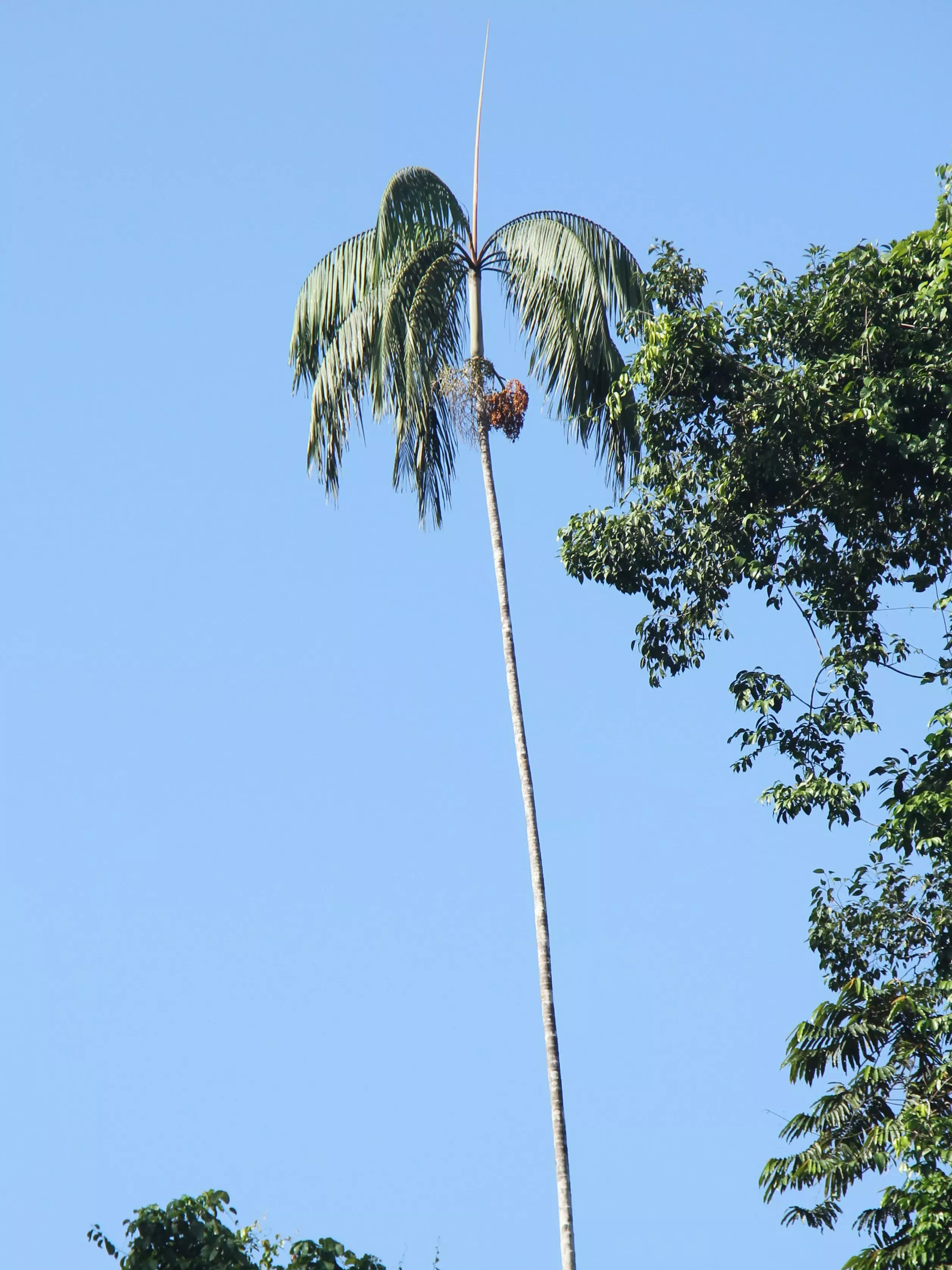 Wallaceodoxa raja-ampat palms are seen towering above the rest of the forest with their long trunks © RBG Kew A towering thin palm in the forest