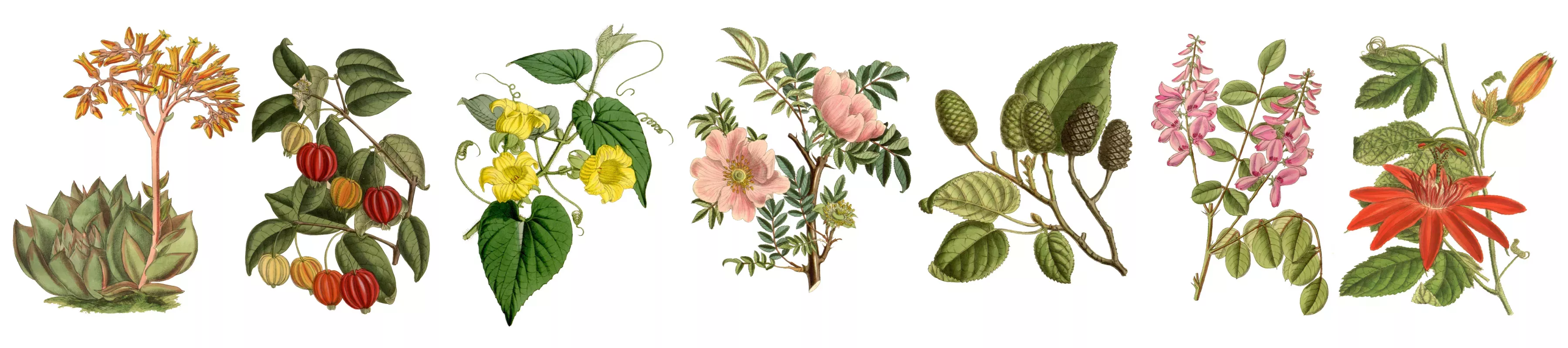 Flowering plants of the tree of life Illustrations show representatives of plant groups found in the tree of life