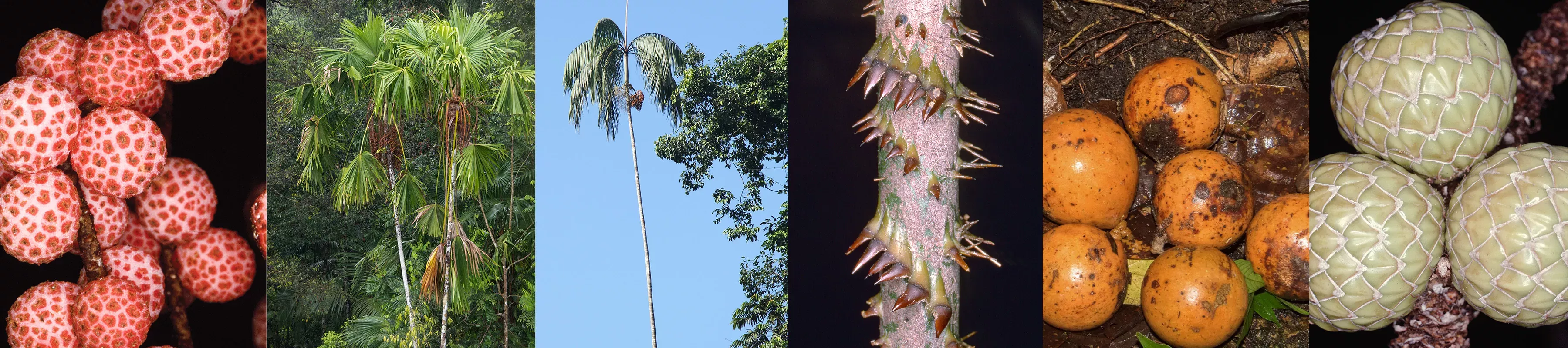 Palms of New Guinea selection The unusual traits of six different palm trees