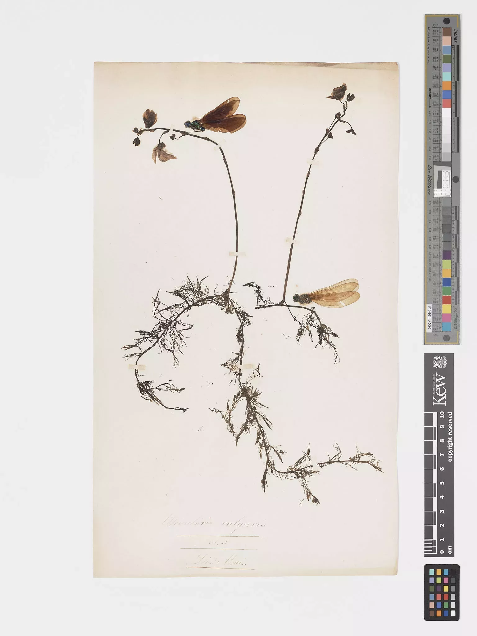 This 150 year old bladderwort herbarium specimen is accompanied by two damselflies, identified by Dr Gavin Broad as Calopteryx virgo – the beautiful demoiselle © RBG Kew A bladderwort herbarium specimen is adorned with two dried damselflies