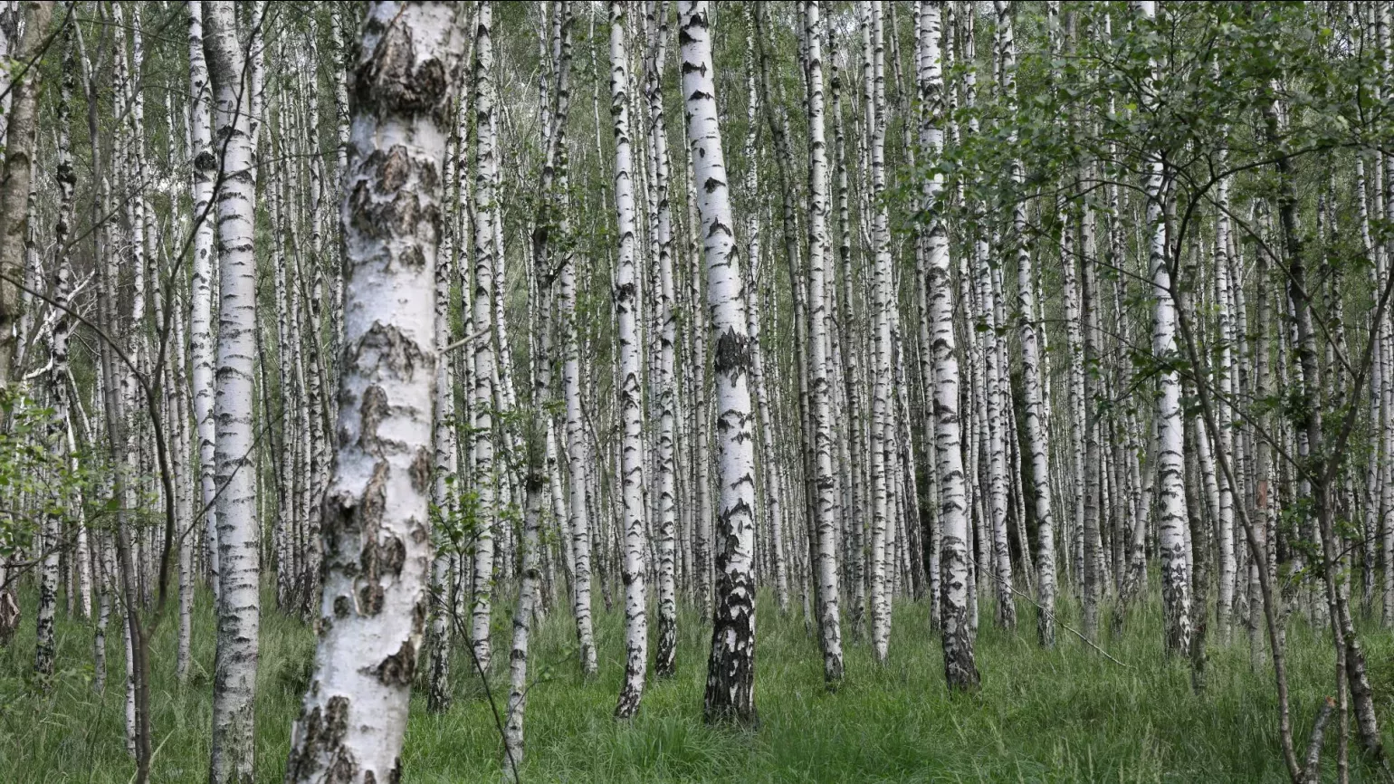 Silver birch (Betula pendula) trees, T. Kebert on Wikimedia Commons CC BY-SA 4.0 A dense forest of white and black silver birch trees