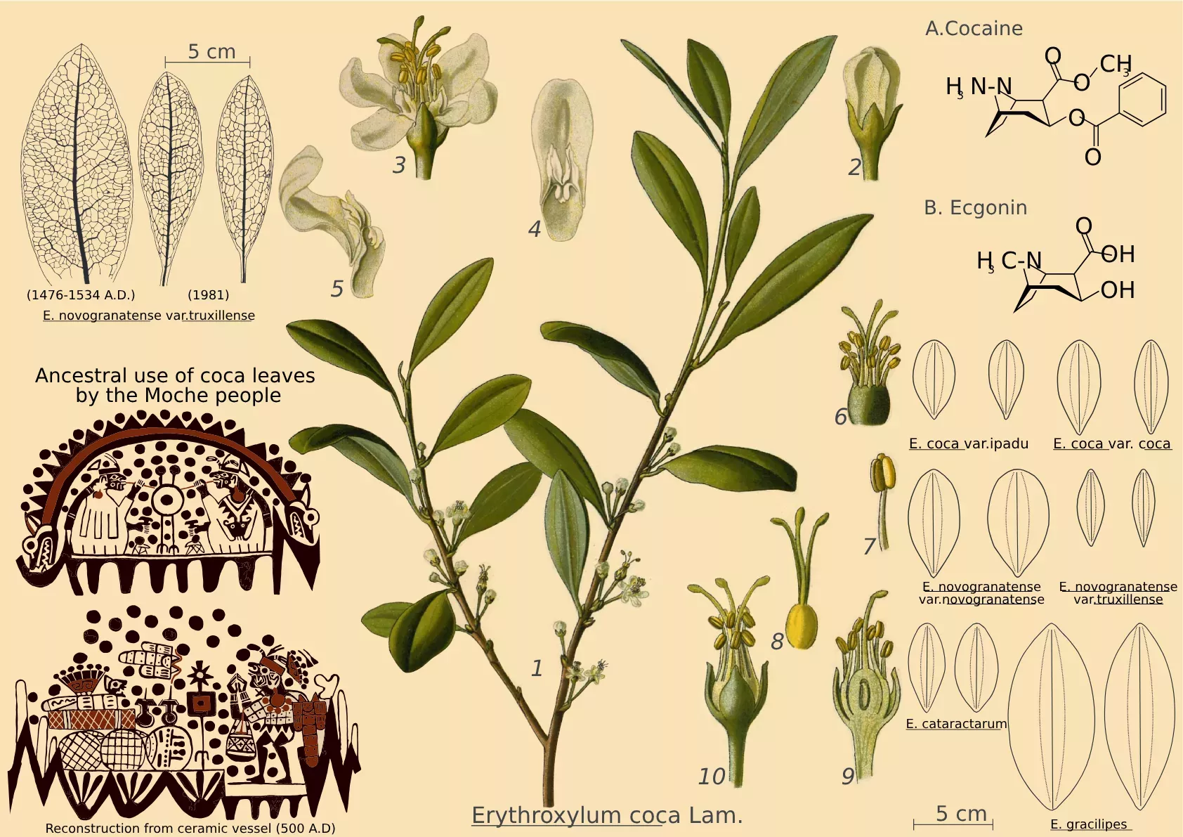 An infographic from the study shows an illustration of Erythroxylum coca, evidence of ancestral use from ancient pottery, the chemical symbols of coca's compounds, and the study of leaf morphology © Oscar Alejandro Pérez-Escobar, RBG Kew A diagram shows a coca illustration, images from old pottery, and the leaves of different coca varieties