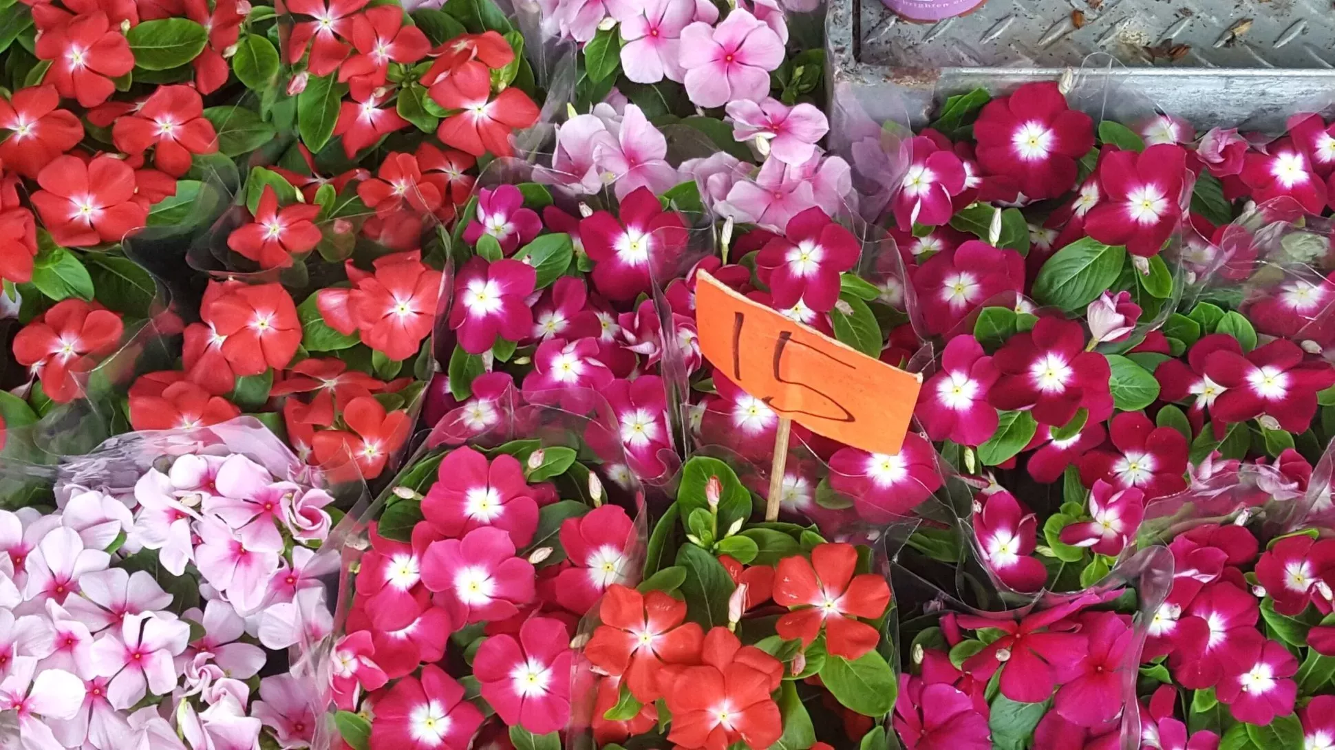 Madagascar periwinkle (Catharanthus roseus) varieties, CC BY Rafaël Govaerts Collection of pink and white flowers
