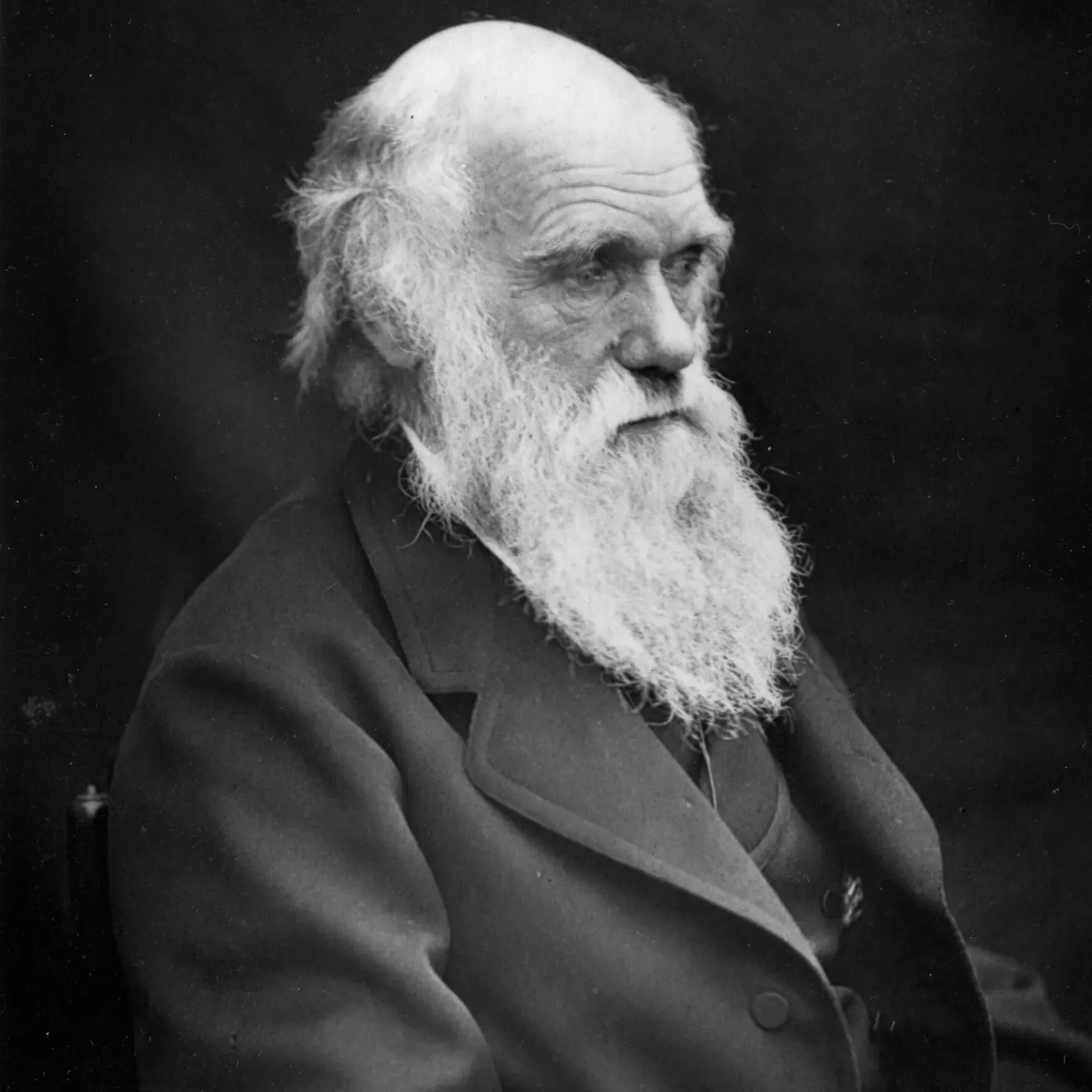 Charles Darwin A portrait photo of Charles Darwin