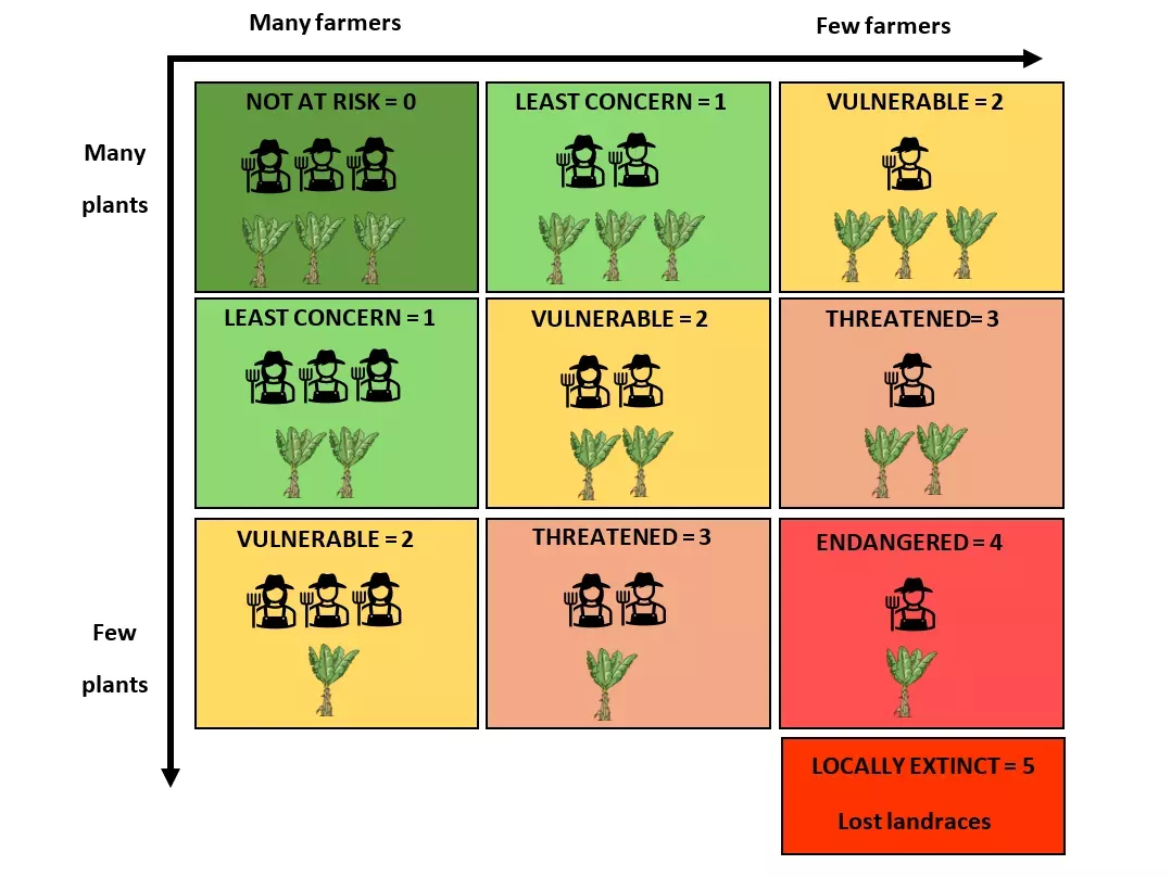 The classification system we used in thus study assigns a status to an enset landrace based on the number of farmers growing it and the number of plants being grown by those farmers © RBG Kew A chart groups crop types into 5 categories based on the numbers of farmers growing them and the number of plants being grown.