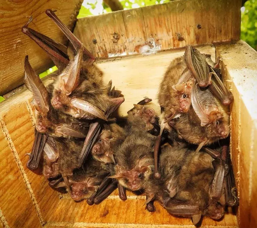 Bats © Sussex Bat Society Bats in a bat box
