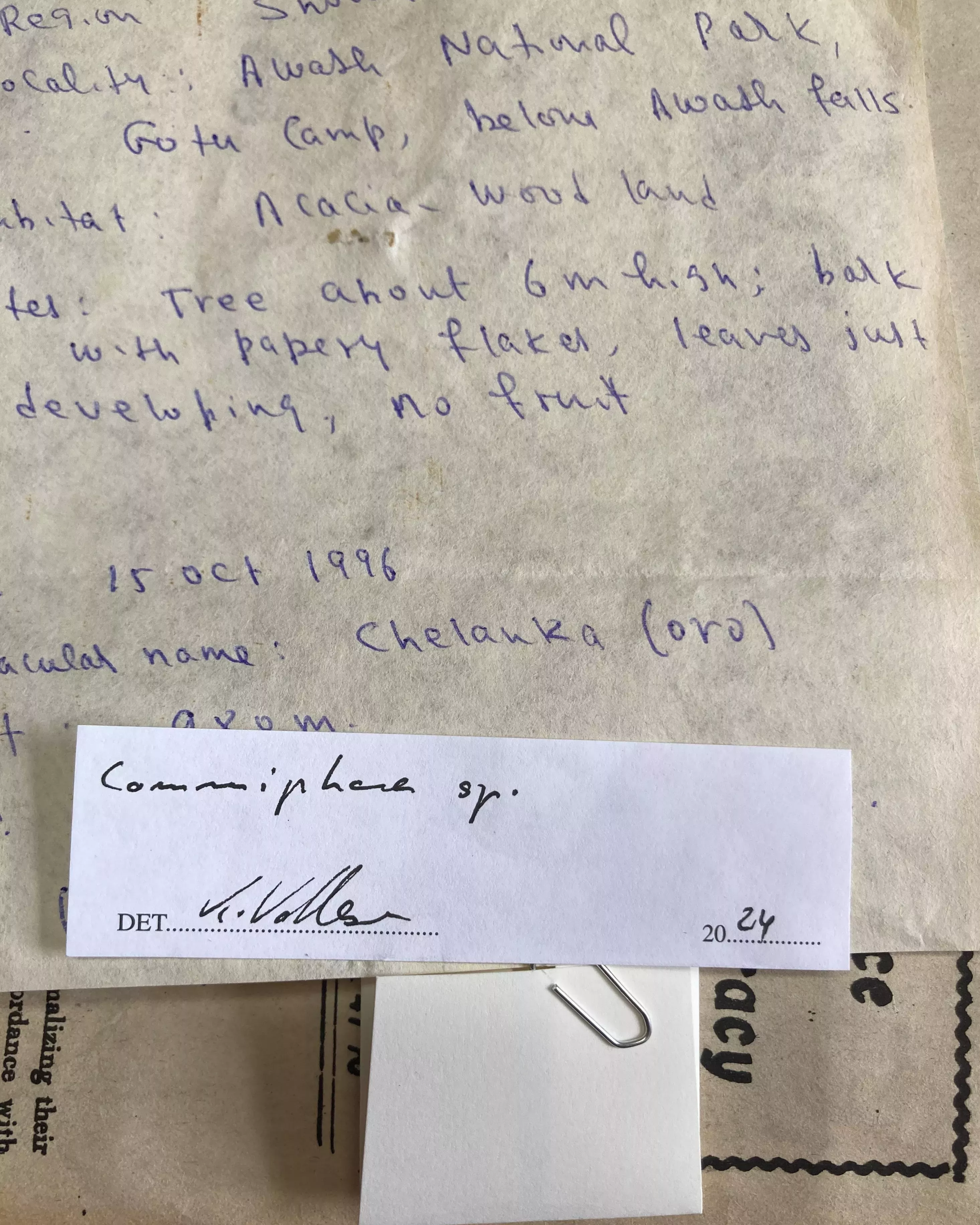 The meticulous notes on species accompanying the specimens allowed taxonomists to confidently ID the species collected in Ethiopia © Chiara Seed, RBG Kew Handwritten notes on a herbarium accompany a species label
