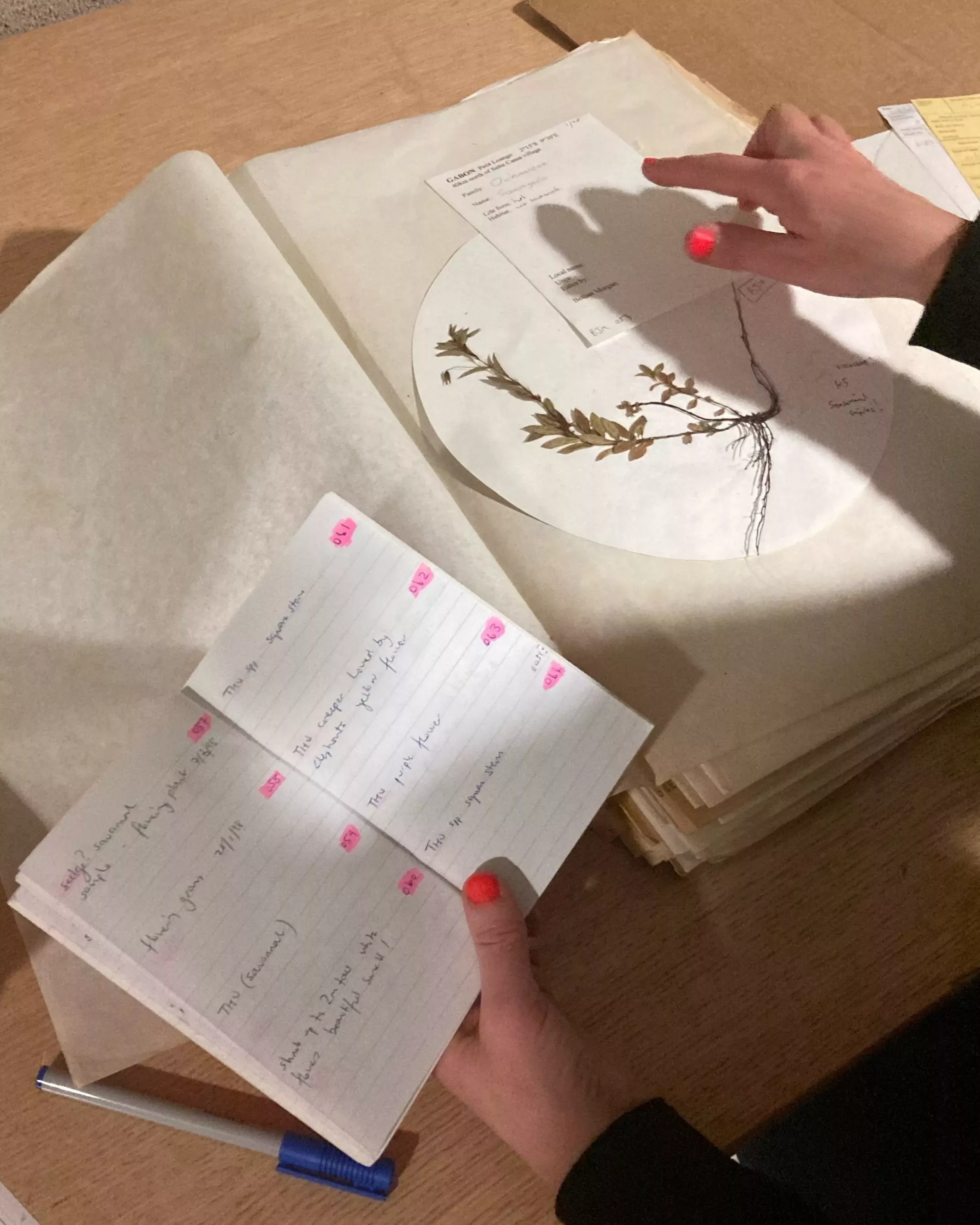 Cross-referencing the field notes of collectors in Gabon with the herbarium specimen © Chiara Seed, RBG Kew A person compares notes with a herbarium specimen