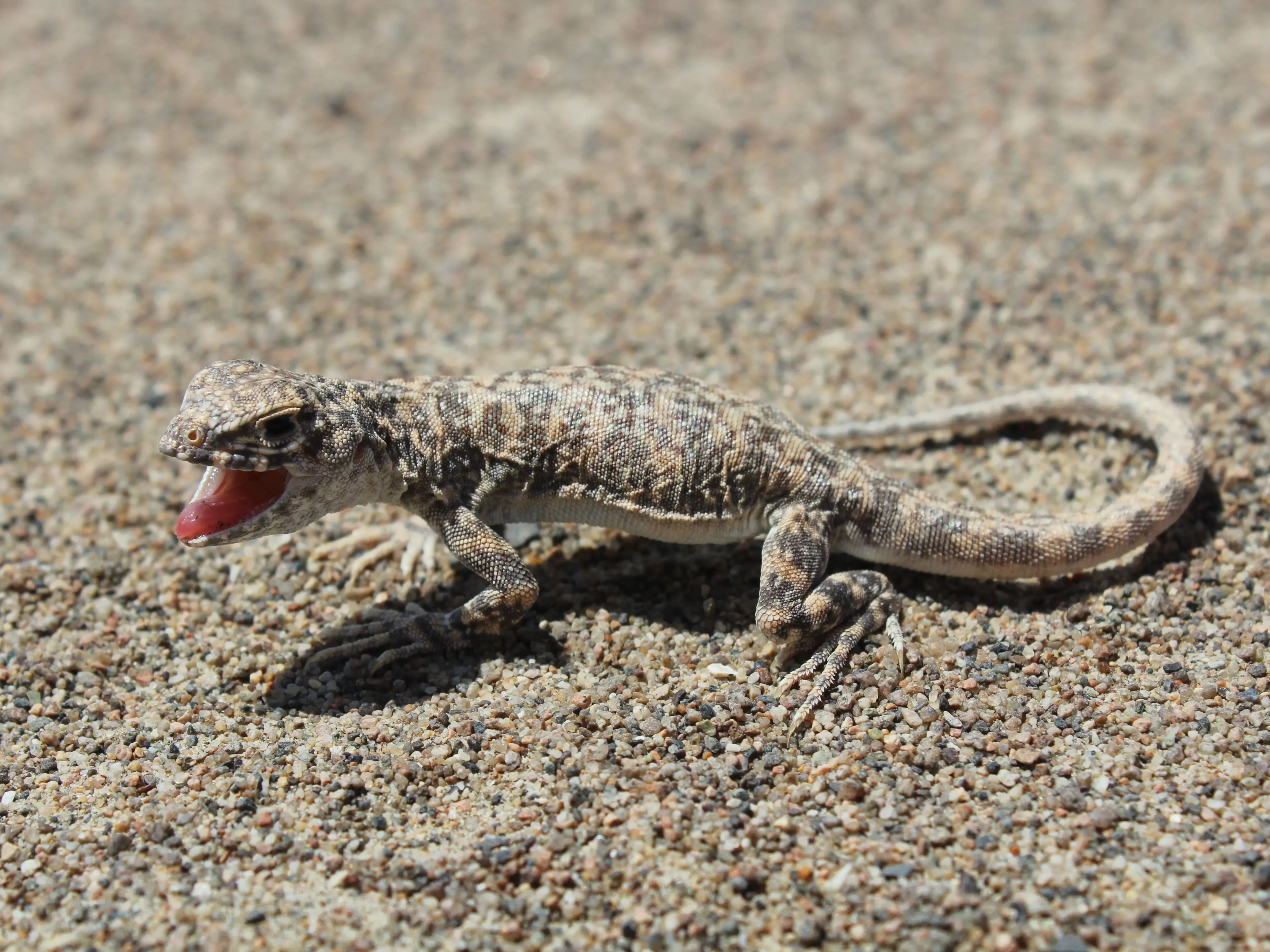 The Peruvian eyelash iguana (Ctenoblepharys adspersa) has been subject to a full conservation status assessment during the course of research in Lomas Amara y Ullujaya © Ronal Sumiano - Huarango Nature A small reptile is camouflaged against the sand