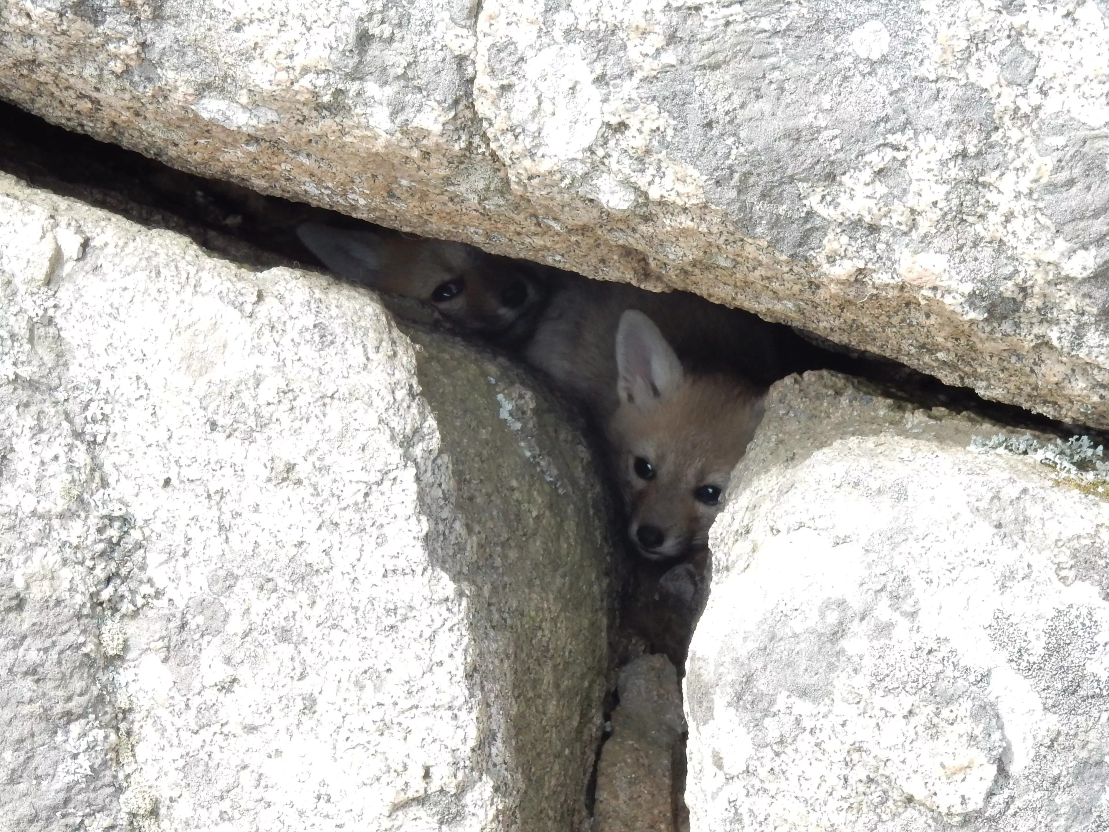 Taking shelter from the intense daytime sun, two desert foxes peer out of a crack between boulders © Oliver Whaley, RBG Kew Two fox cubs look up from a crack in a boulder