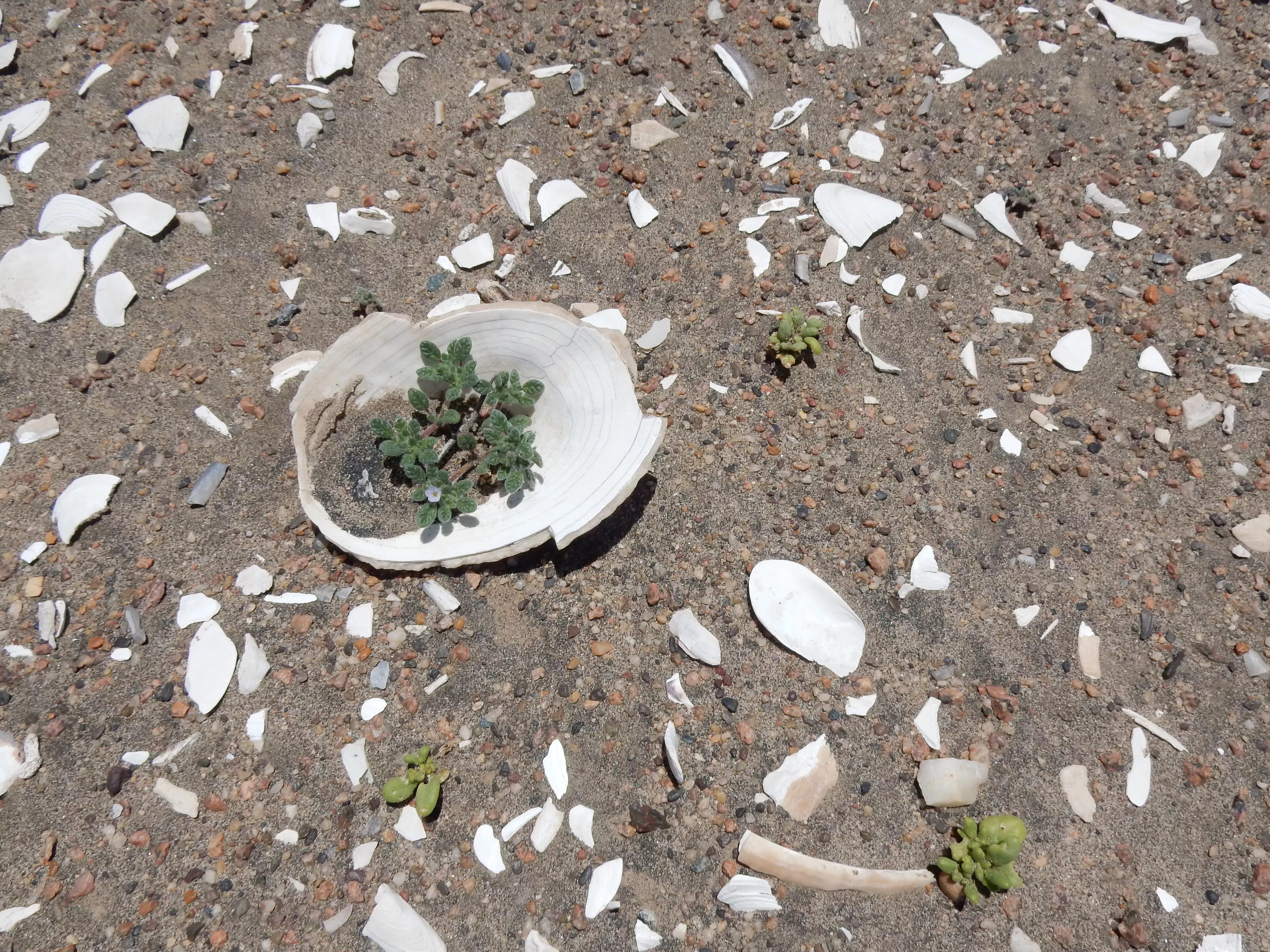 Young plants growing among what little soil and moisture collects in discarded coastal seashells represent the rapid opportunism of plant life within these ever-changing lomas ecosystems. © RBG Kew Tiny plants growing among shell fragments