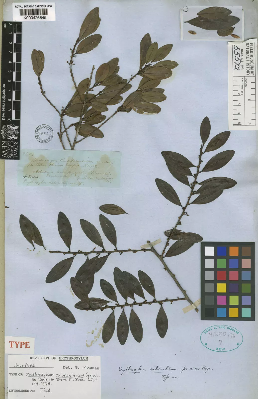 A dried specimen of coca wild relative Erythroxylum cataractarum© RBG Kew Herbarium A dried specimen of a coca wild relative from the Kew Herbarium