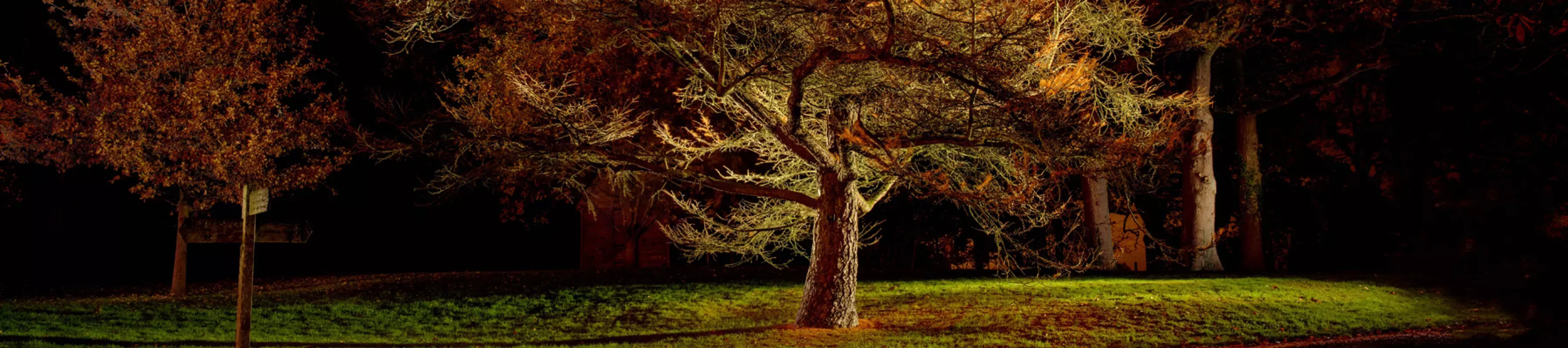 Trees at night, Wakehurst Trees at night, Wakehurst
