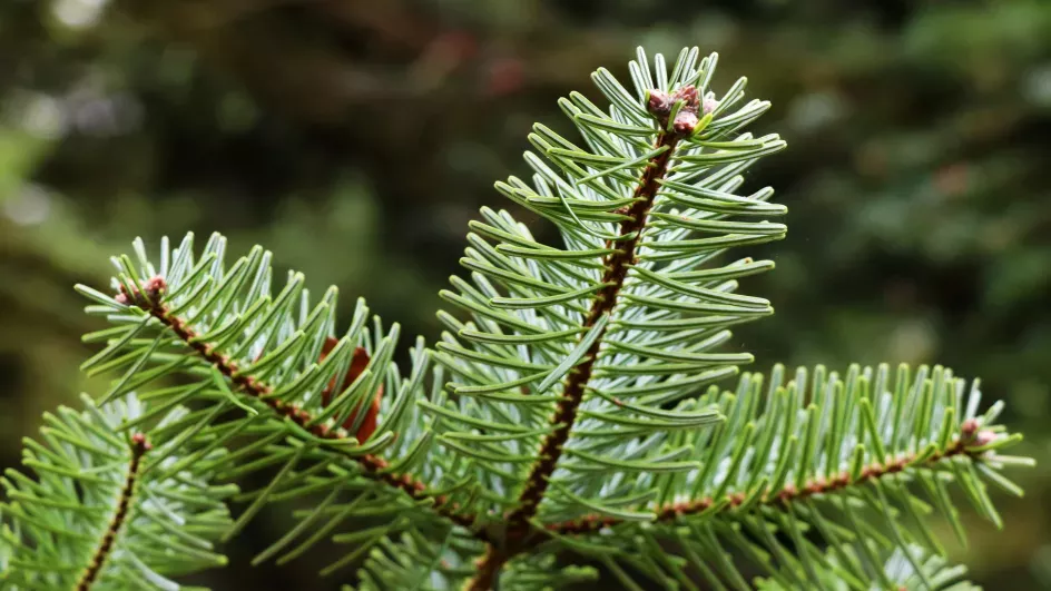 Nordmann fir, Pinetum, Ellen McHale © RBG Kew