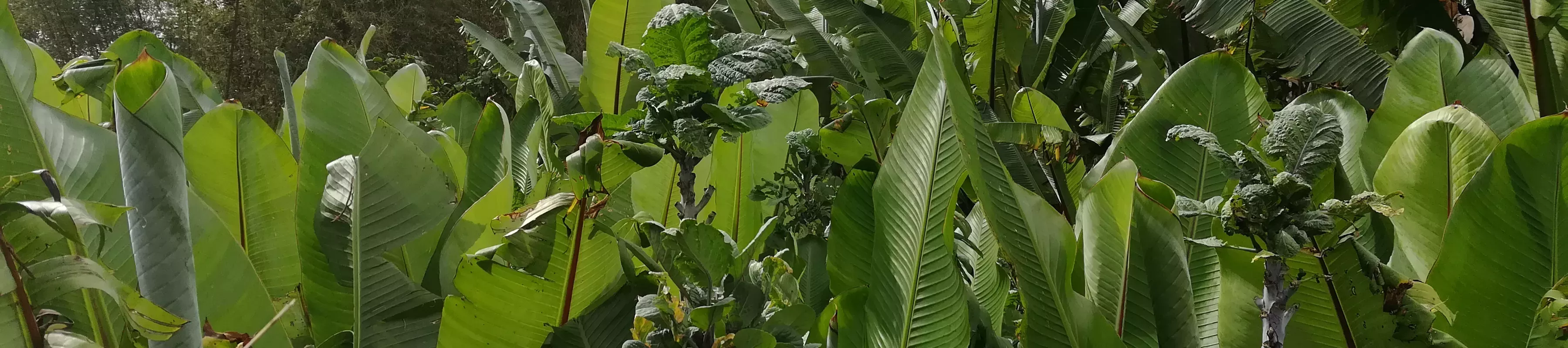Enset © RBG Kew. A long row of bunched up enset plants in Ethiopia