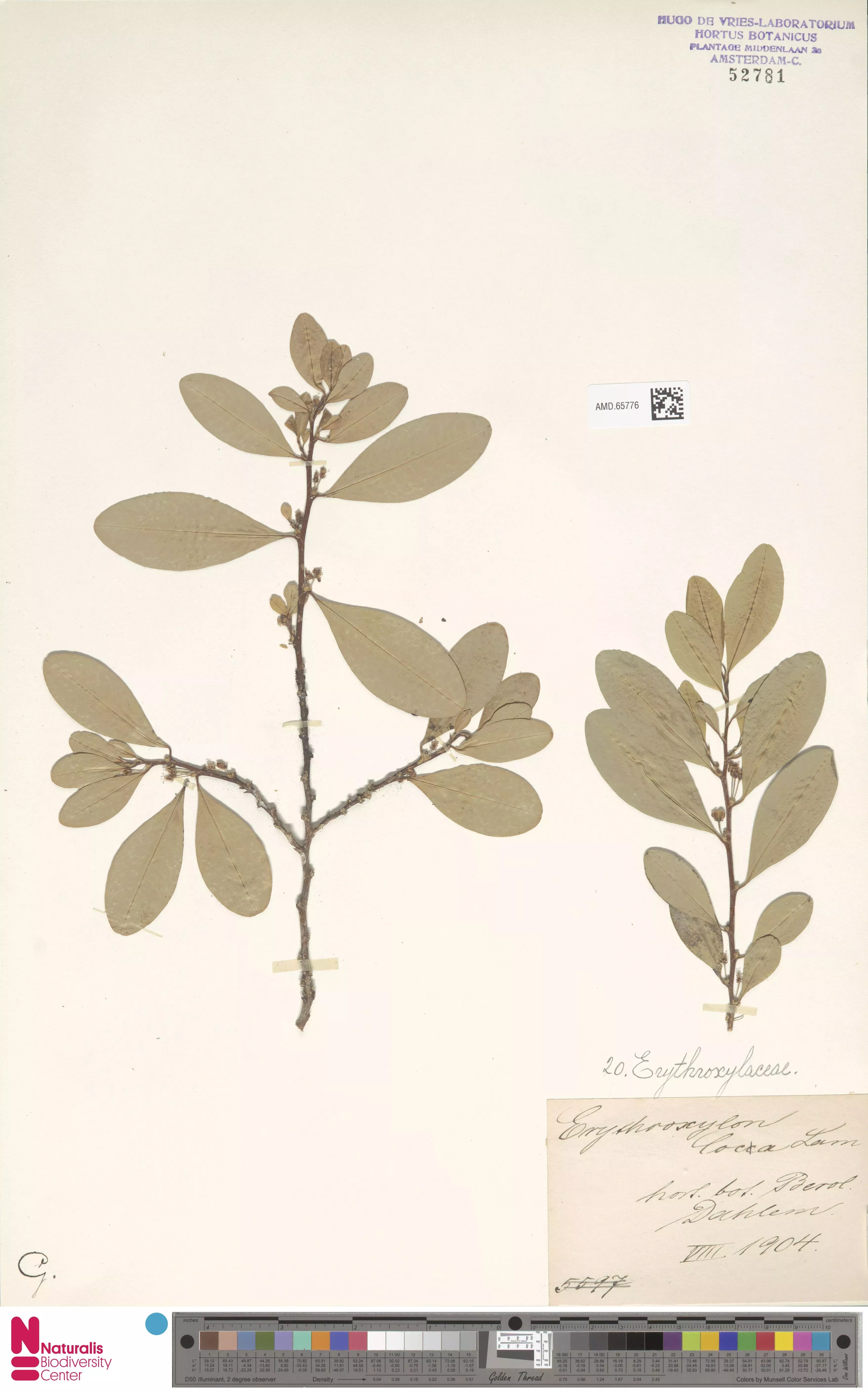 A dried specimen of coca plant Erythroxylum coca © Naturalis Biodiversity Centre A dried specimen of coca plant Erythroxylum coca