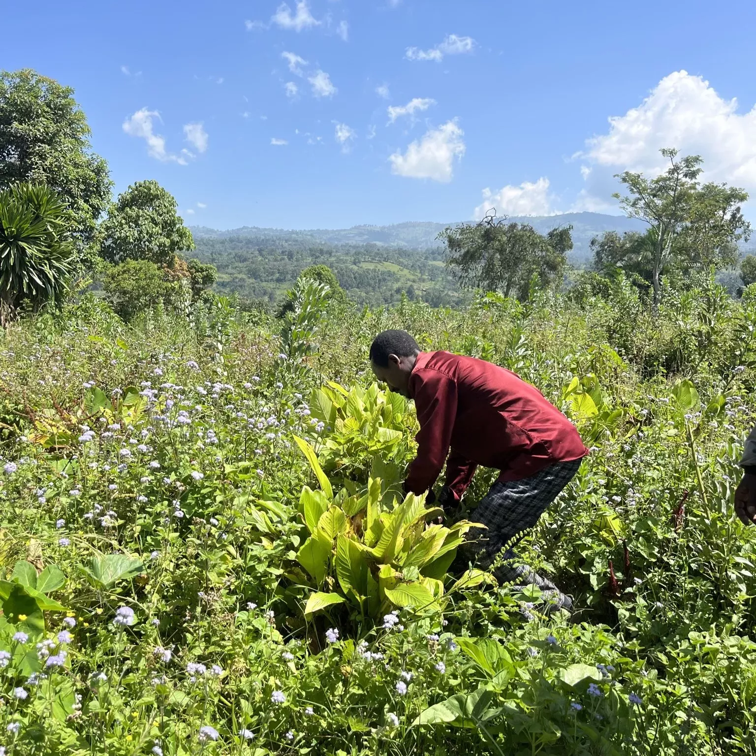 Traditional agricultural practices in Ethiopia often take place in far more biodiverse landscapes than the crop monocultures that we see today across much of the world © Sophie Jago, RBG Kew A plan handles crop amongst a landscape of many other plants and trees