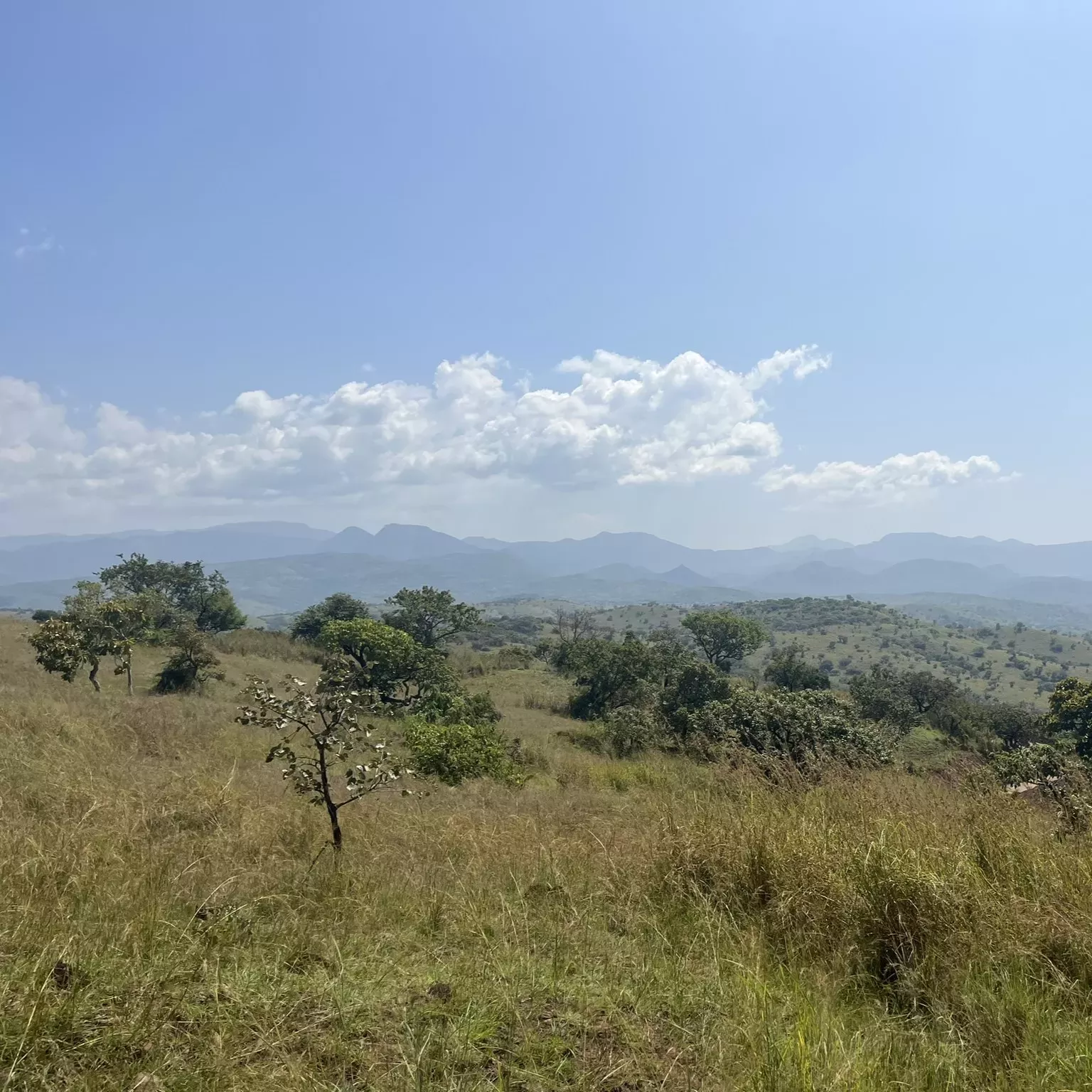Ethiopia is home to ecosystems ranging from vast lowland savannahs to highland forests © Sophie Jago, RBG Kew A landscape of savannah grassland is adorned by distant hills a blue sky