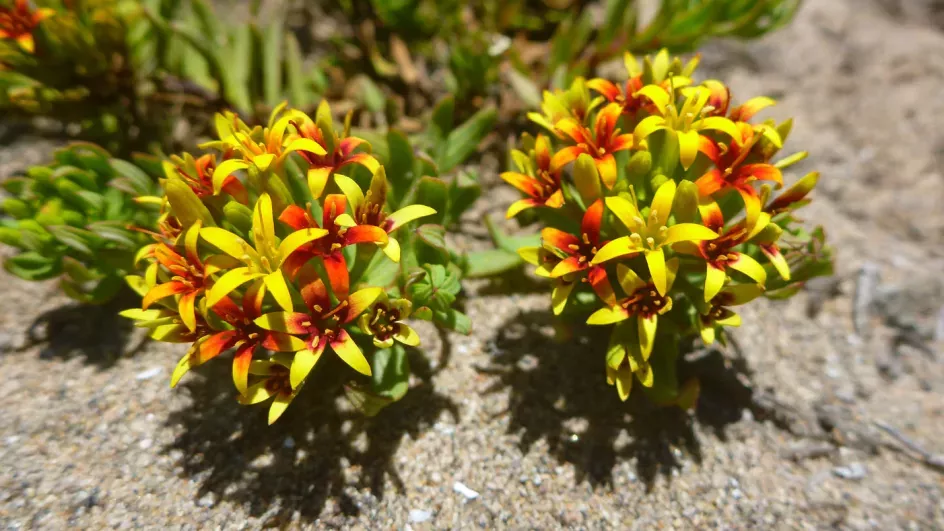 Quinchamalium lomae © Gwil Lewis/RBG Kew.