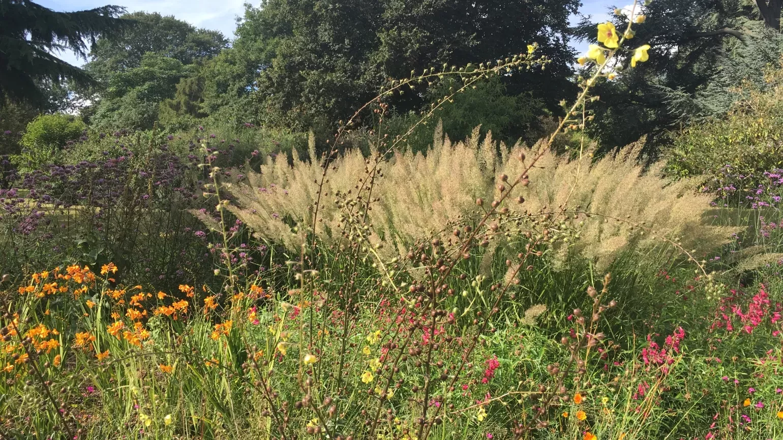 The Great Broad Walk Borders at Kew Gardens © RBG Kew A colourful array of flowers in front of trees