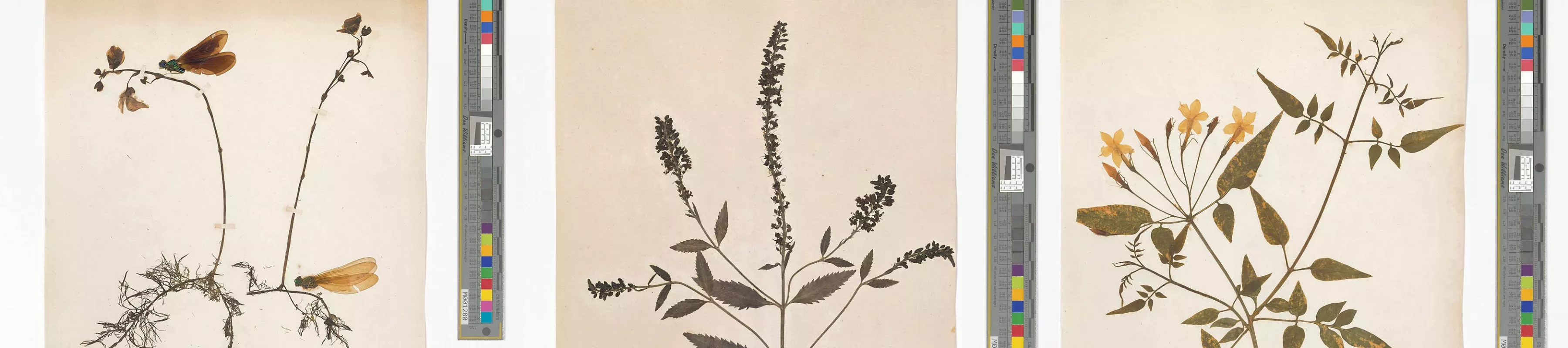 Herbarium specimens from the mid 1800s © RBG Kew Three herbarium specimens from the mid 1800s