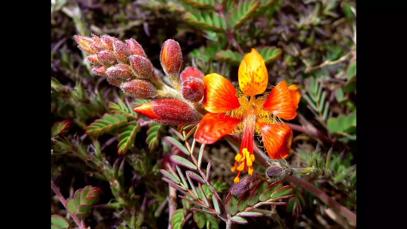 Hoffmannseggia miranda is known from just a few locations along the western desert coast of the South American continent. © Oliver Whaley, RBG Kew Bright red flowers bloom around a leafy backdrop