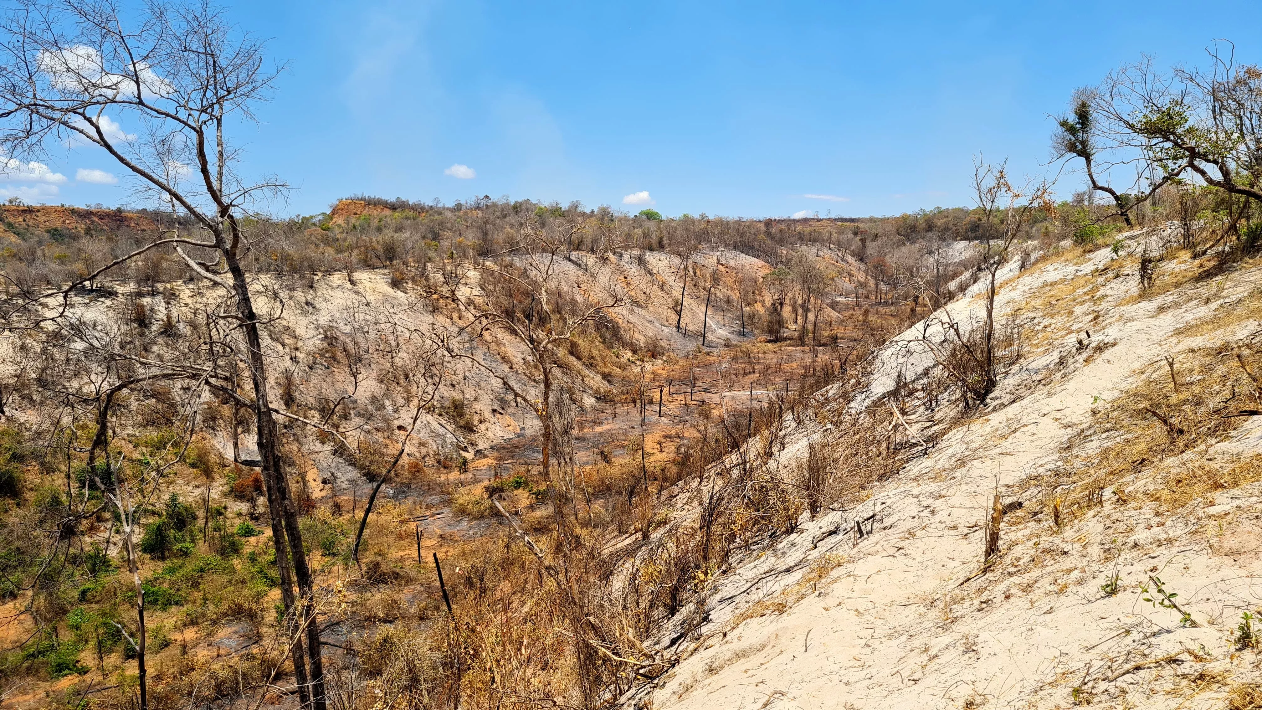 This freshly burnt area in Ankarafantsika is a prime site for studying the success of restoration activities © Jenny Williams, RBG Kew A small valley has been scorched by a forest fire