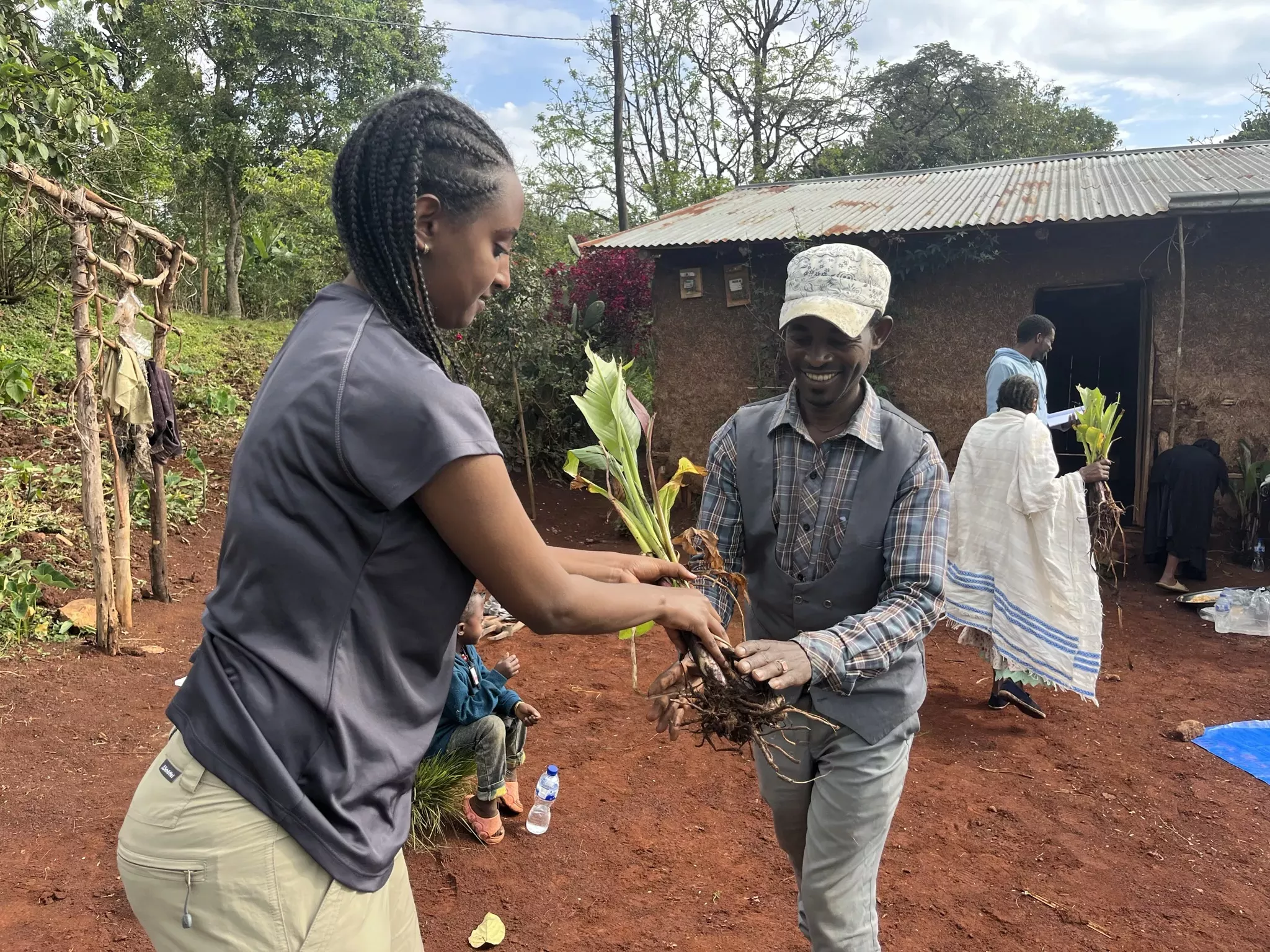 Once the Bonga Gedam community had propagated the enset corms, the enset suckers were divided up among the community to grow in their individual farms © Sophie Jago, RBG Kew A woman hands a young enset plant to the man