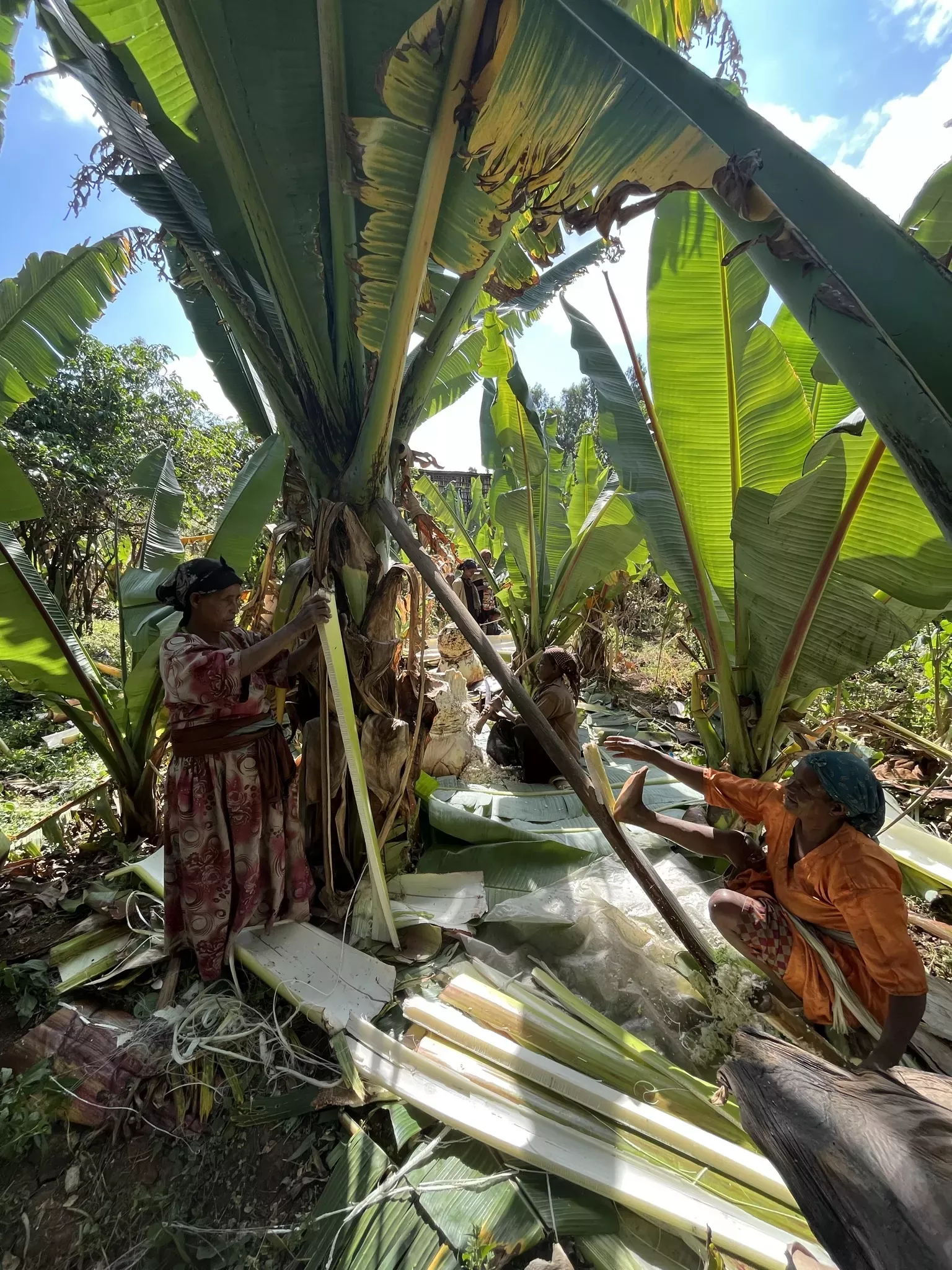 A group of women harvesting from their enset farm. Different parts of the plant are used in everything from building materials to food ingredients. © Sophie Jago, RBG Kew Women using tools to extract different parts of an enset plant