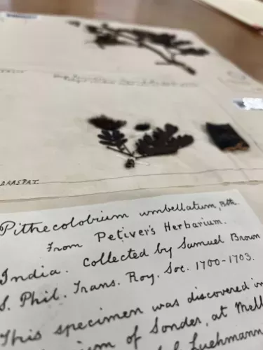 Cathormion umbellatum Kosterm. collected by Samuel Brown1 Herbarium specimen showing a dried plant made of leaves
