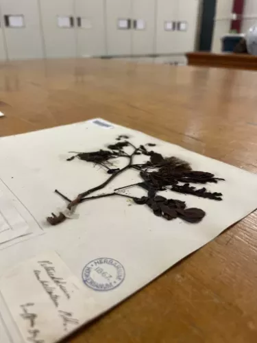 Cathormion umbellatum Kosterm. collected by Samuel Brown1 Herbarium specimen showing a dried plant made of leaves