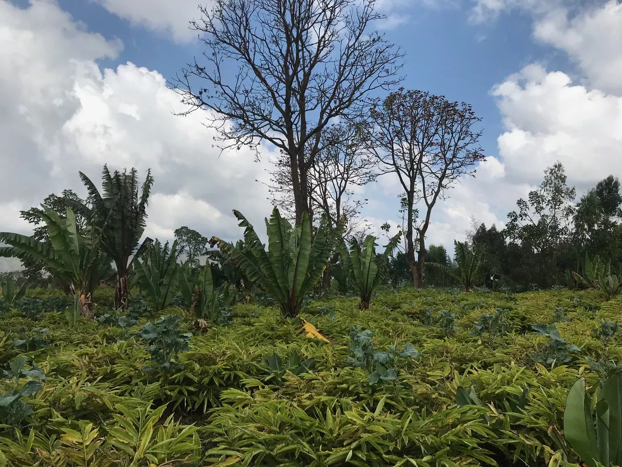 Intercropping of enset with Ethiopian cabbage and Ethiopian cardamom in Basketo, Ethiopia © James Borrell, RBG Kew A mixed agricultural landscape in Ethiopia